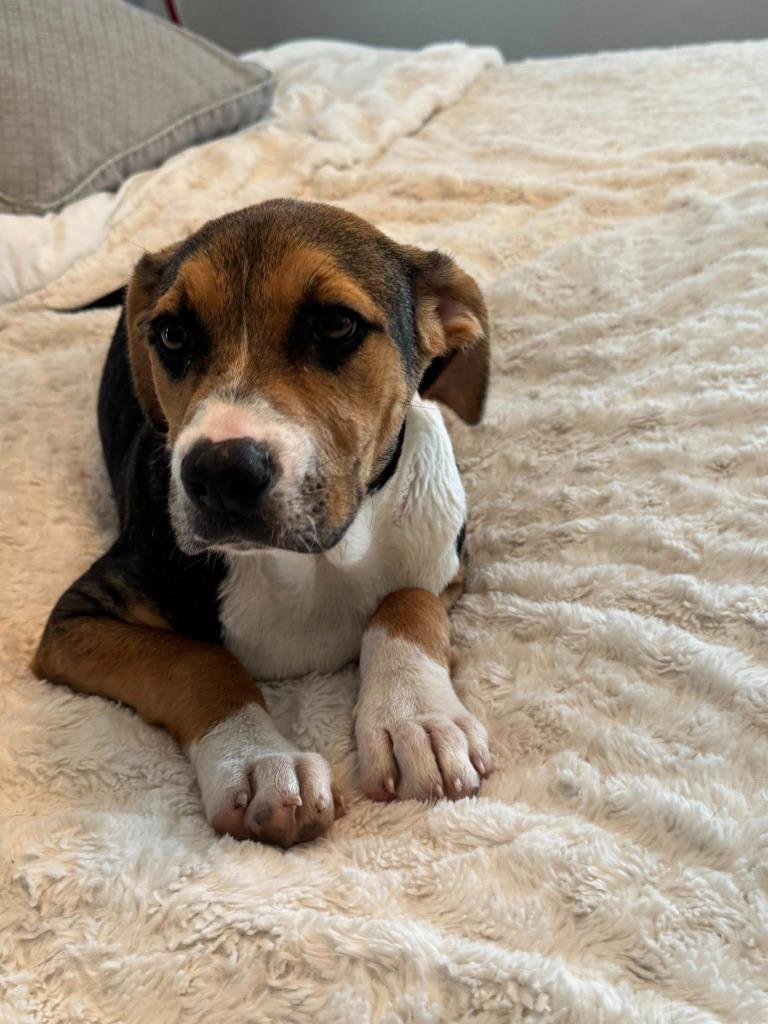 Enlarge Ranja, a Adoptable mixed breed in Fond Du Lac, WI image 1/5