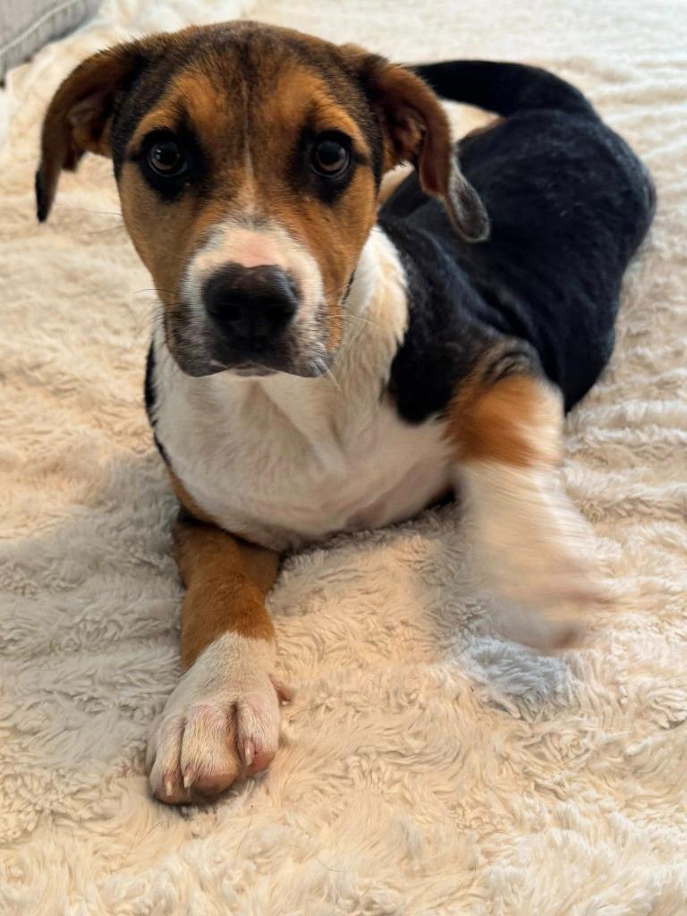 Enlarge Ranja, a Adoptable mixed breed in Fond Du Lac, WI image 2/5