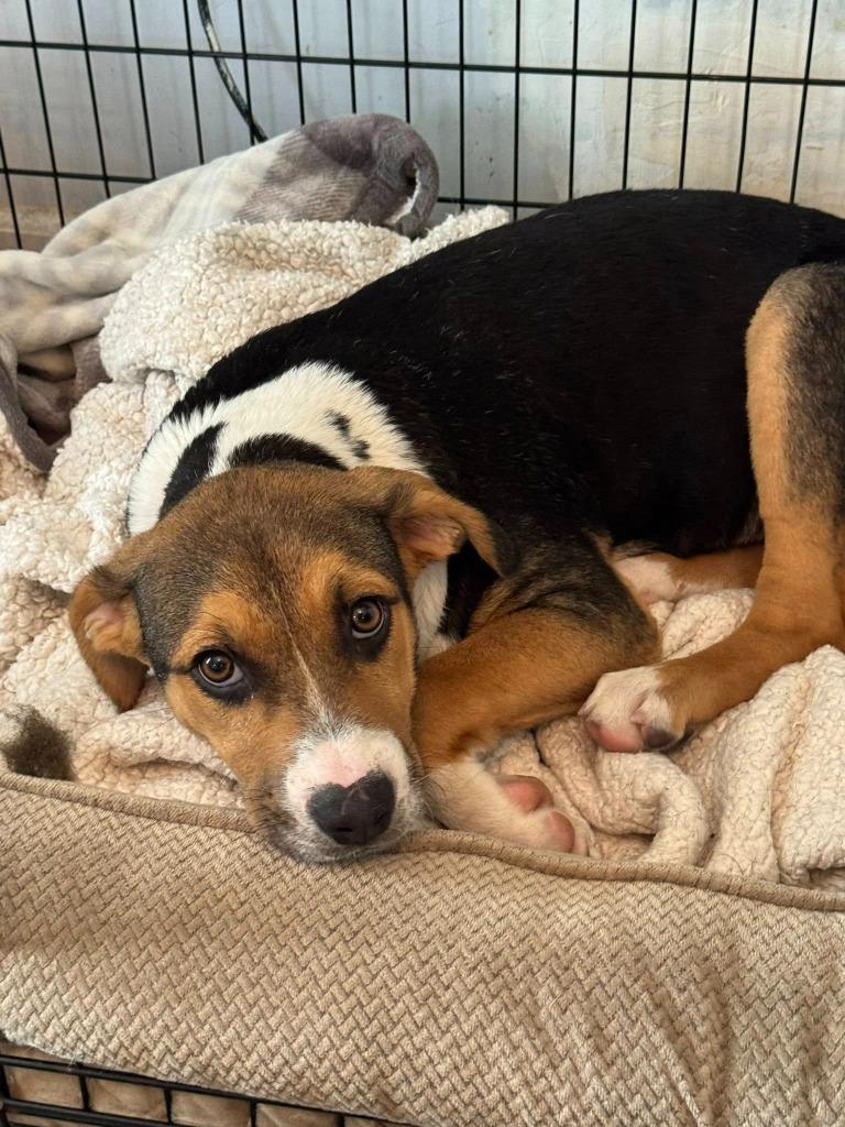 Enlarge Ranja, a Adoptable mixed breed in Fond Du Lac, WI image 3/5