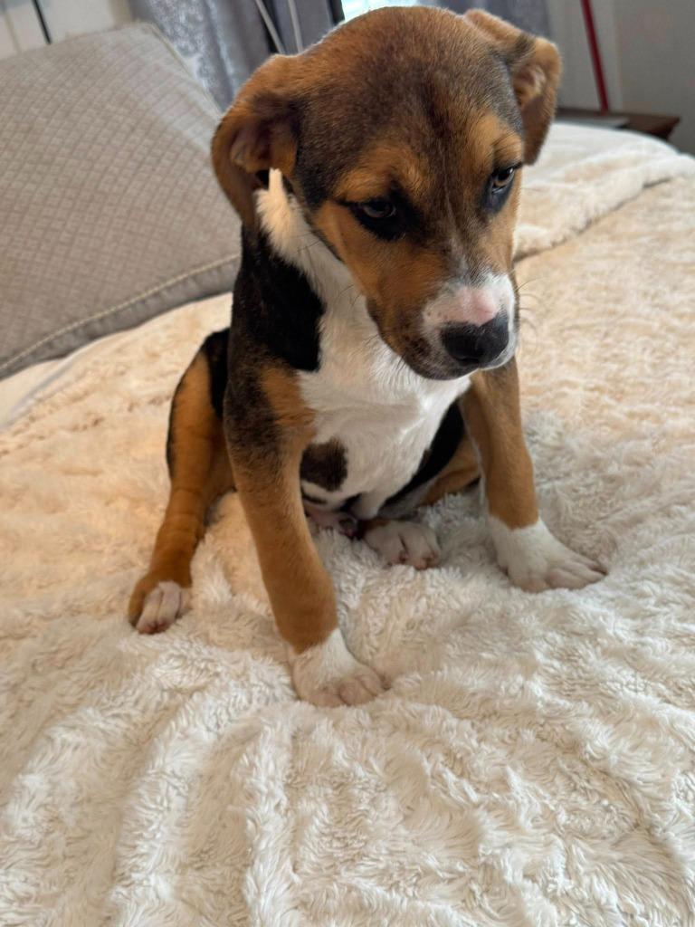Enlarge Ranja, a Adoptable mixed breed in Fond Du Lac, WI image 4/5