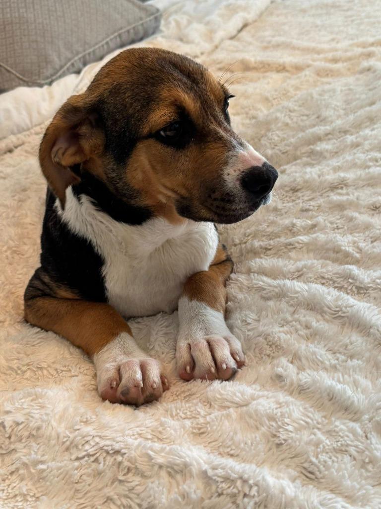 Enlarge Ranja, a Adoptable mixed breed in Fond Du Lac, WI image 5/5