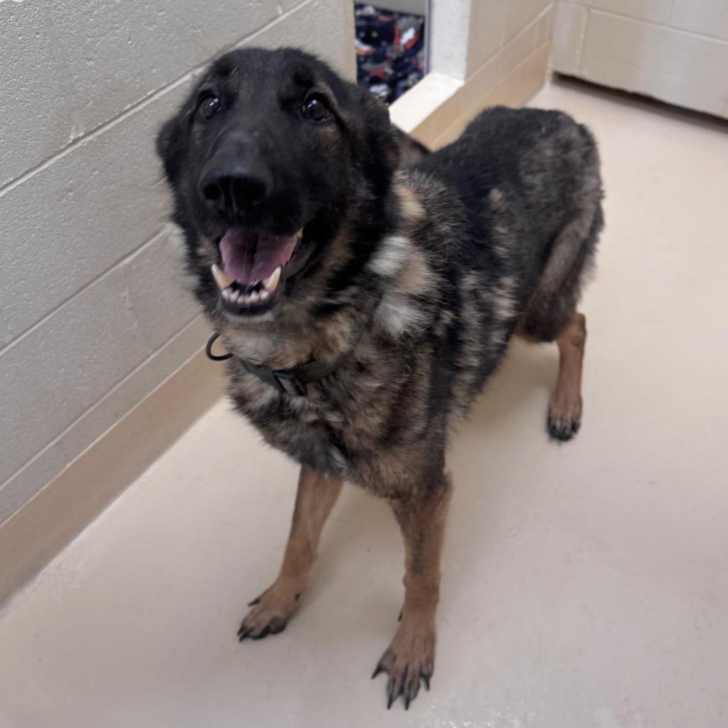 Zeus, Adoptable, Senior Male German Shepherd Dog.