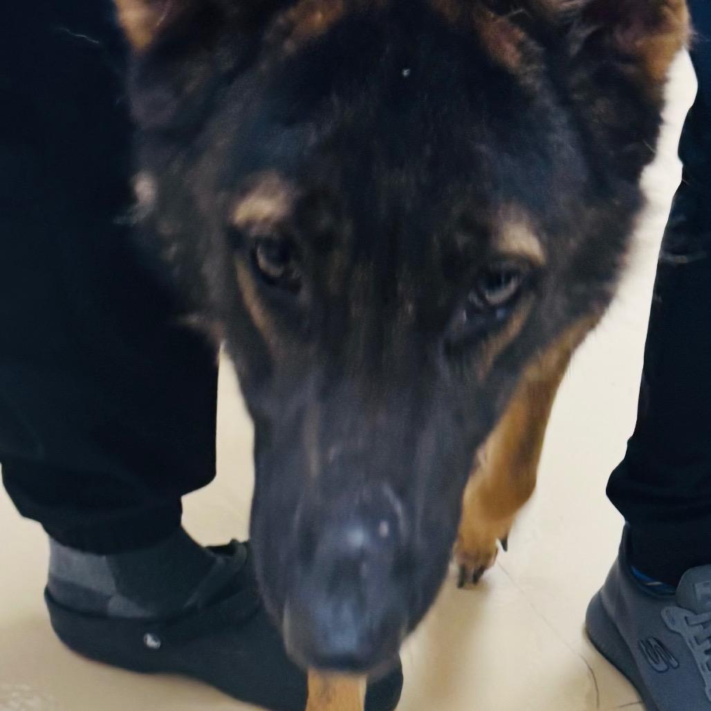 Enlarge Zeus, a Adoptable German Shepherd Dog in Winston-Salem, NC image 2/3