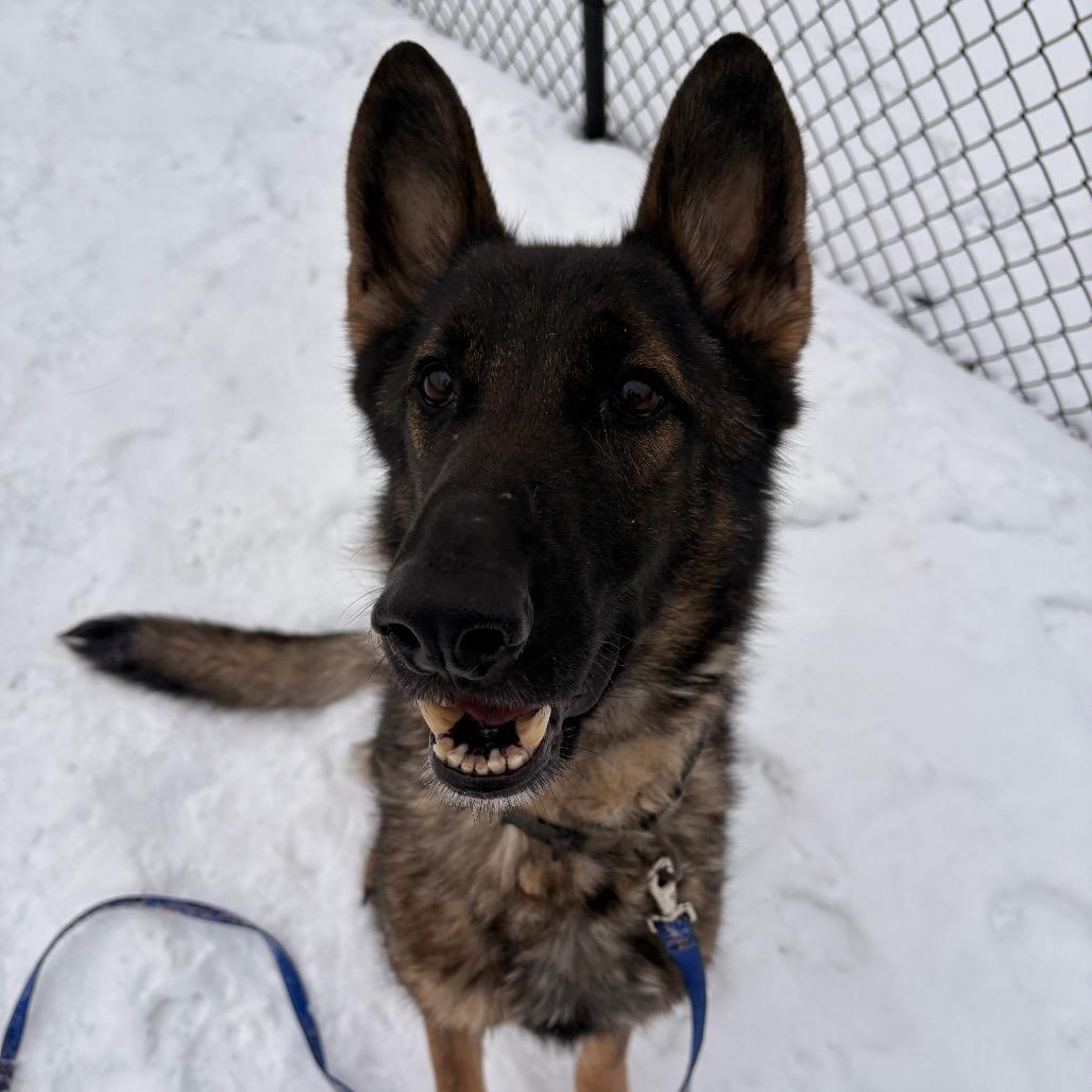 Enlarge Zeus, a Adoptable German Shepherd Dog in Winston-Salem, NC image 3/3