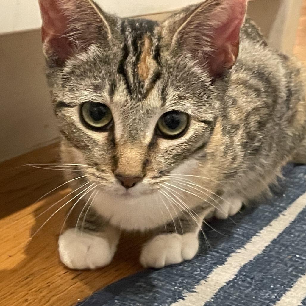 Beehive — thumbnail 2