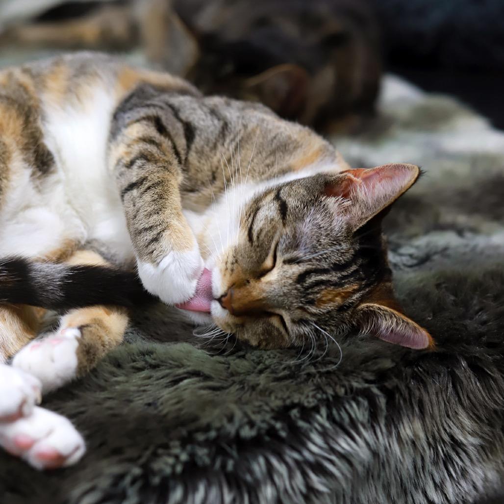 Beehive — thumbnail 3