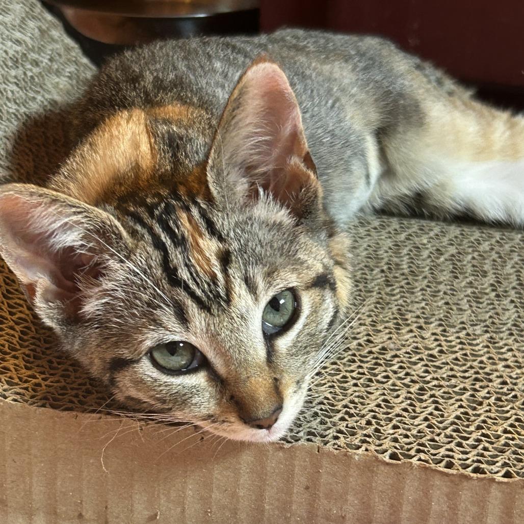 Beehive — thumbnail 4