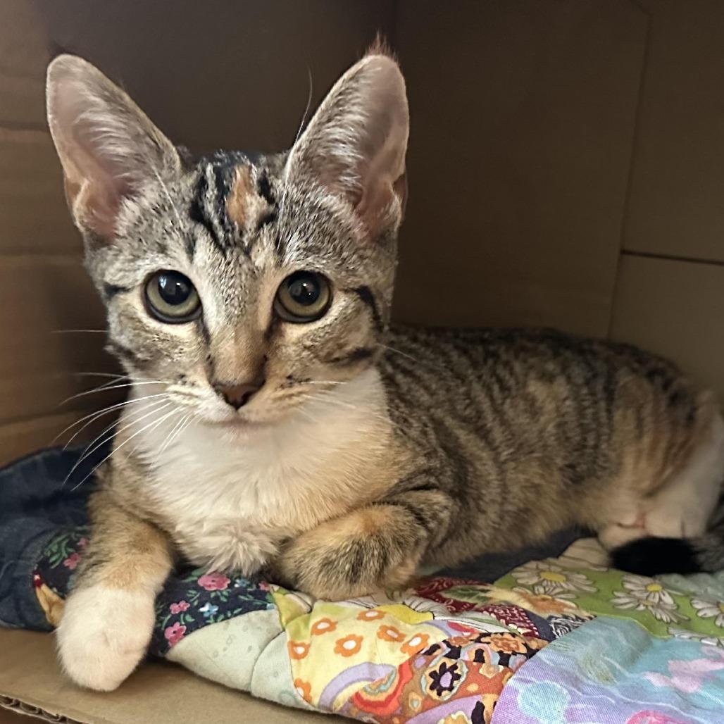 Beehive — thumbnail 6