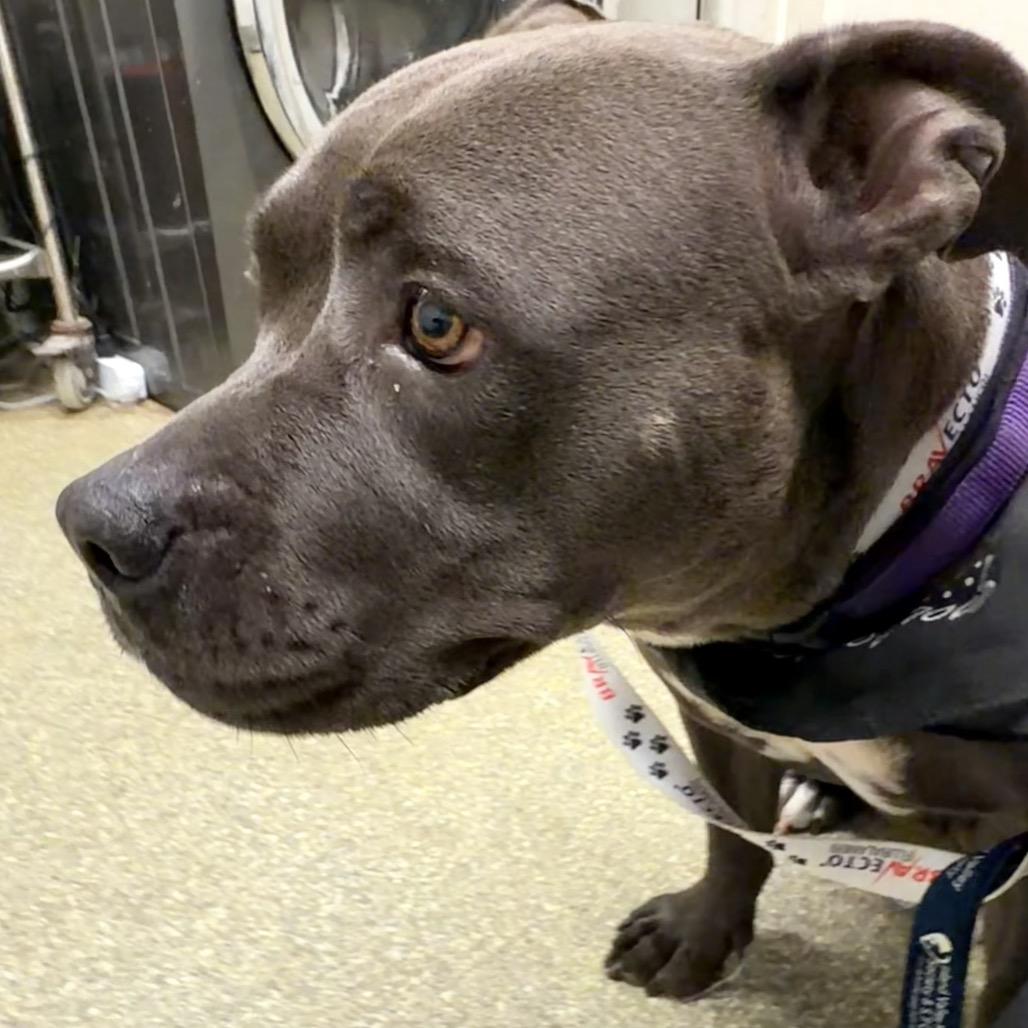 Peggy*, Adoptable, Adult Female Pit Bull Terrier.