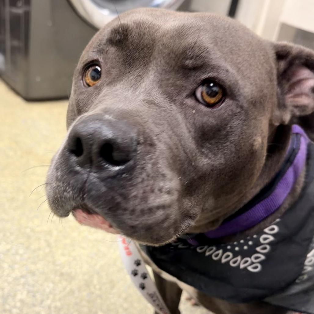 Enlarge Peggy*, a Adoptable Pit Bull Terrier in San Gabriel, CA image 2/2