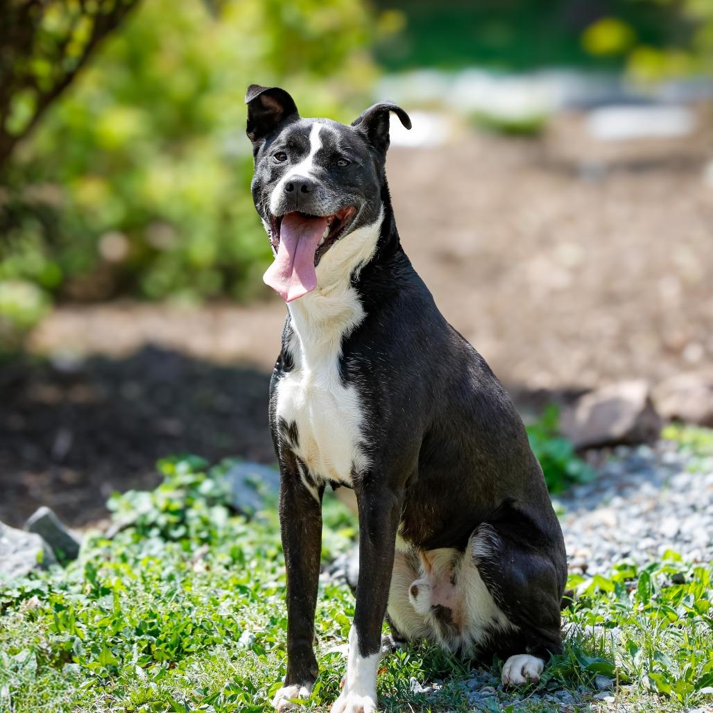 Leo, Adoptable, Adult Male Mixed Breed.