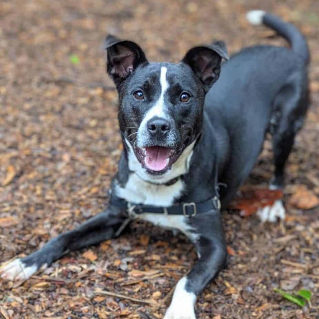 Leo, Adoptable, Adult Male Mixed Breed.