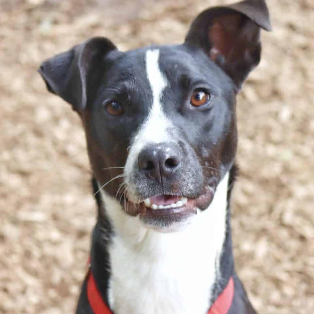 Leo, a Adoptable Mixed Breed in Aldie, VA image 2/5