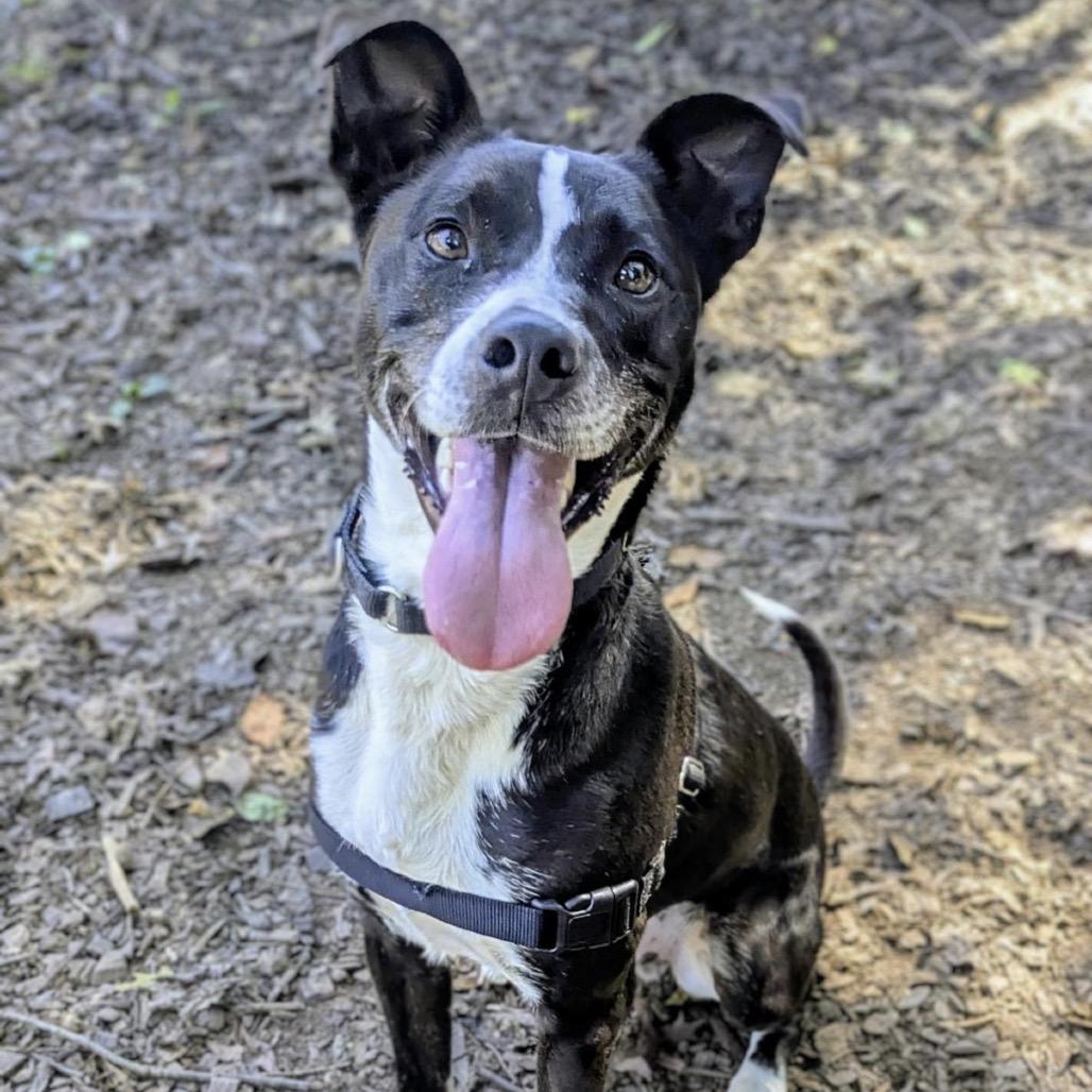 Leo, a Adoptable Mixed Breed in Aldie, VA image 4/5