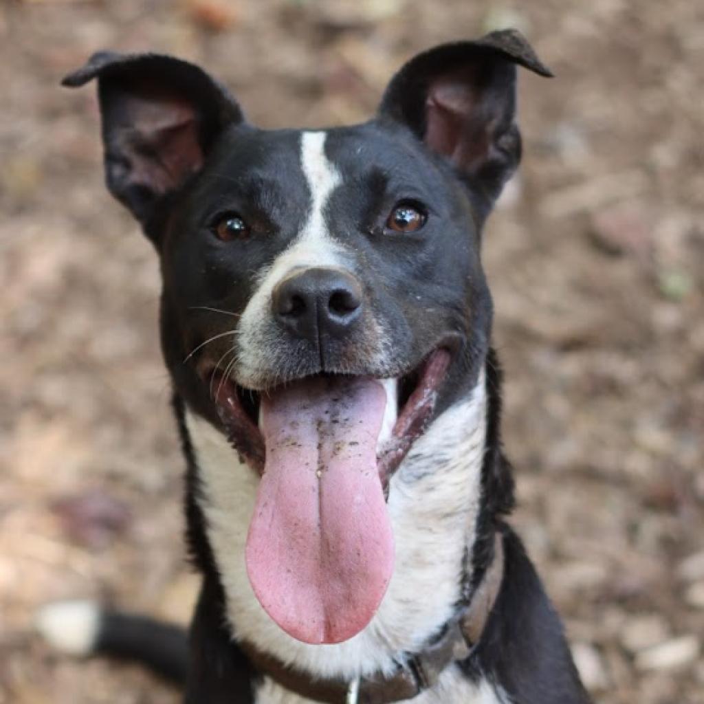 Leo, a Adoptable Mixed Breed in Aldie, VA image 5/5