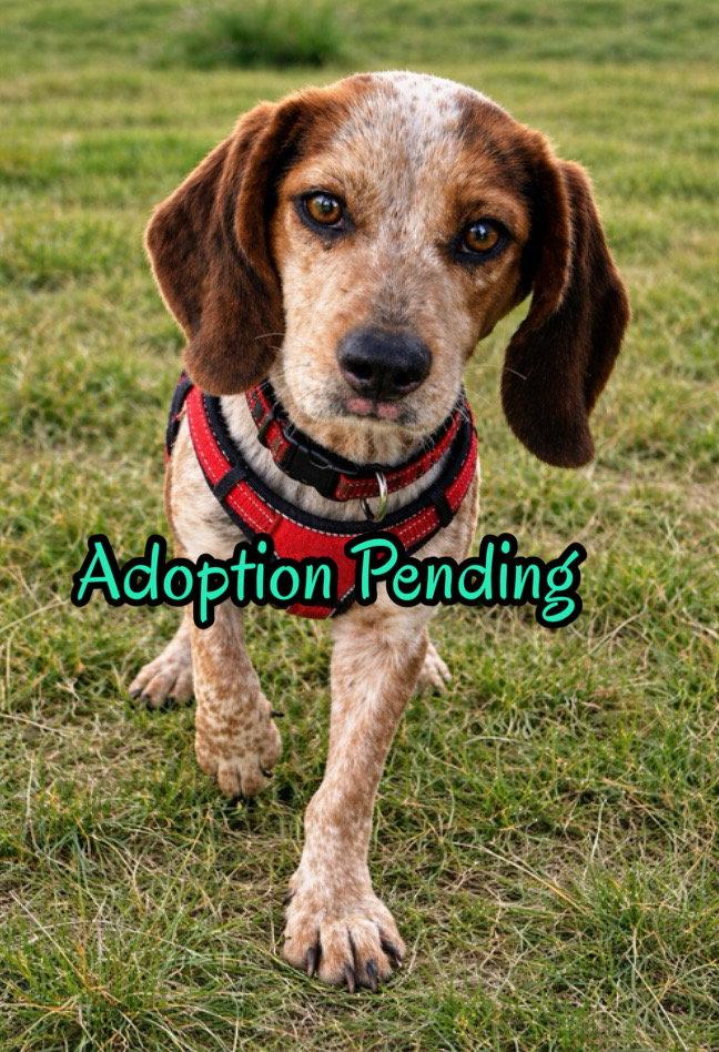 Enlarge Chipmunk, a Adoptable Beagle in Dunnellon, FL image 2/3