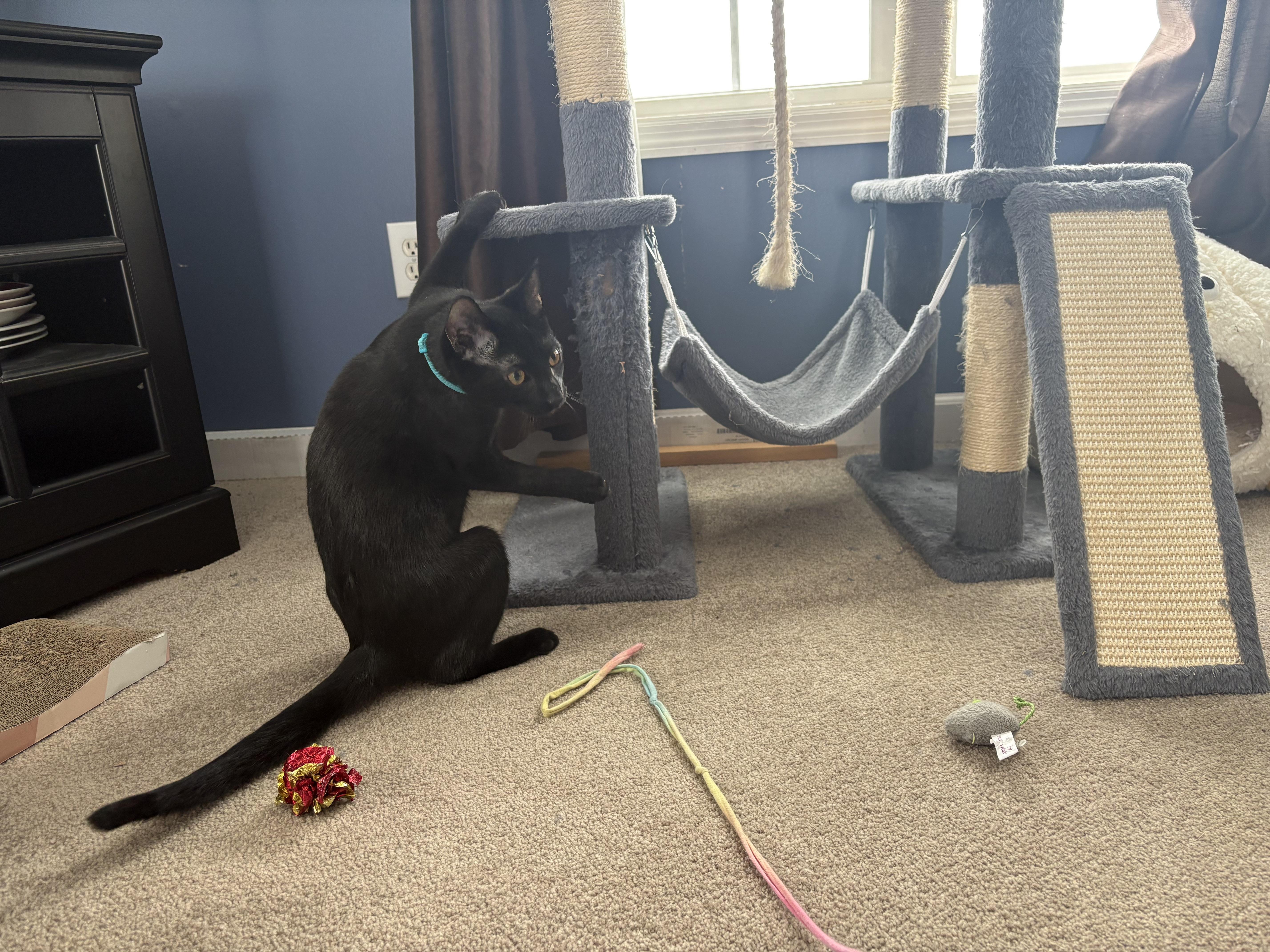 Enlarge Bagara, a Adoptable mixed breed in Mayfield, NY image 5/5