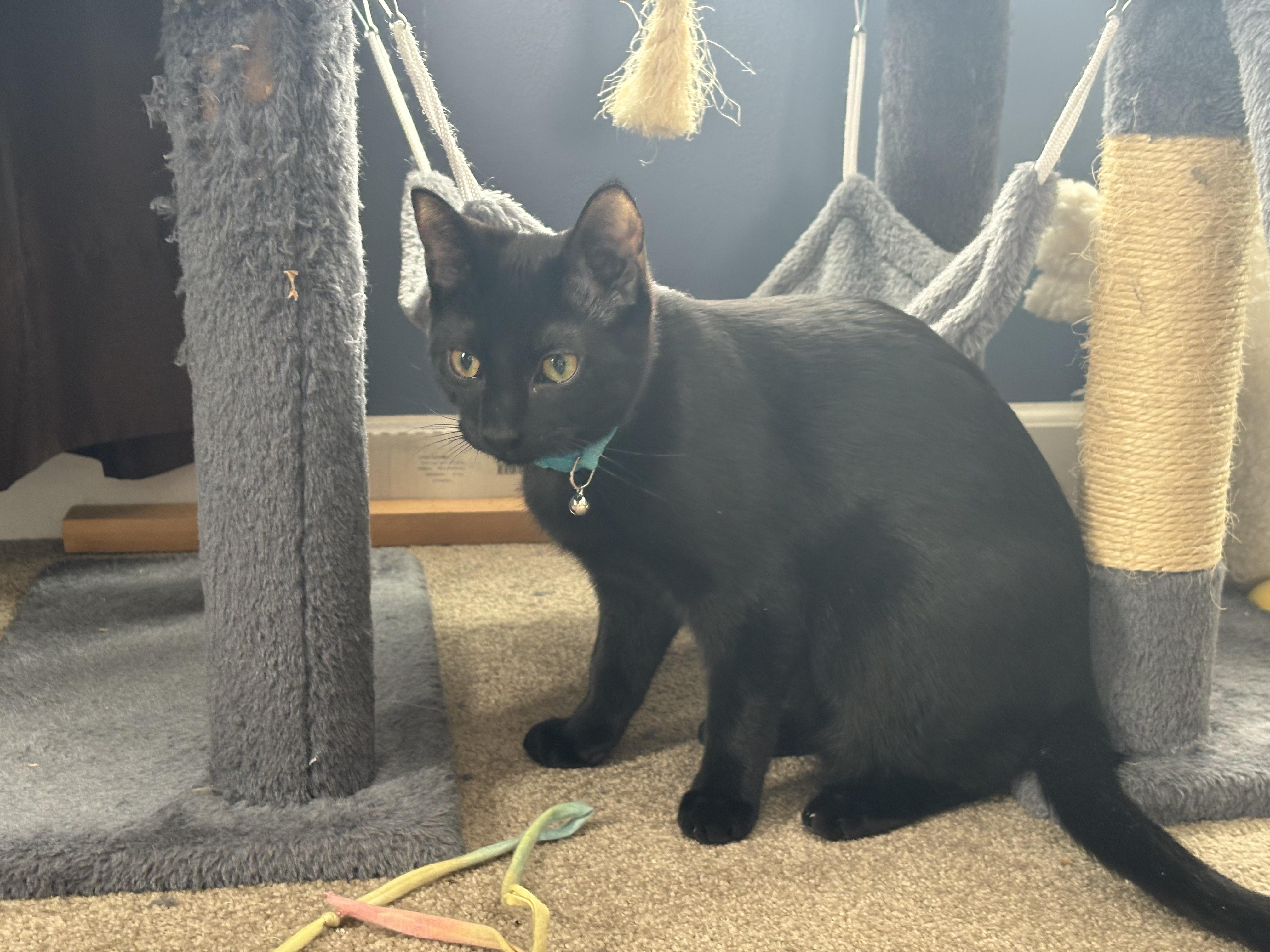 Enlarge Bagara, a Adoptable mixed breed in Mayfield, NY image 2/5