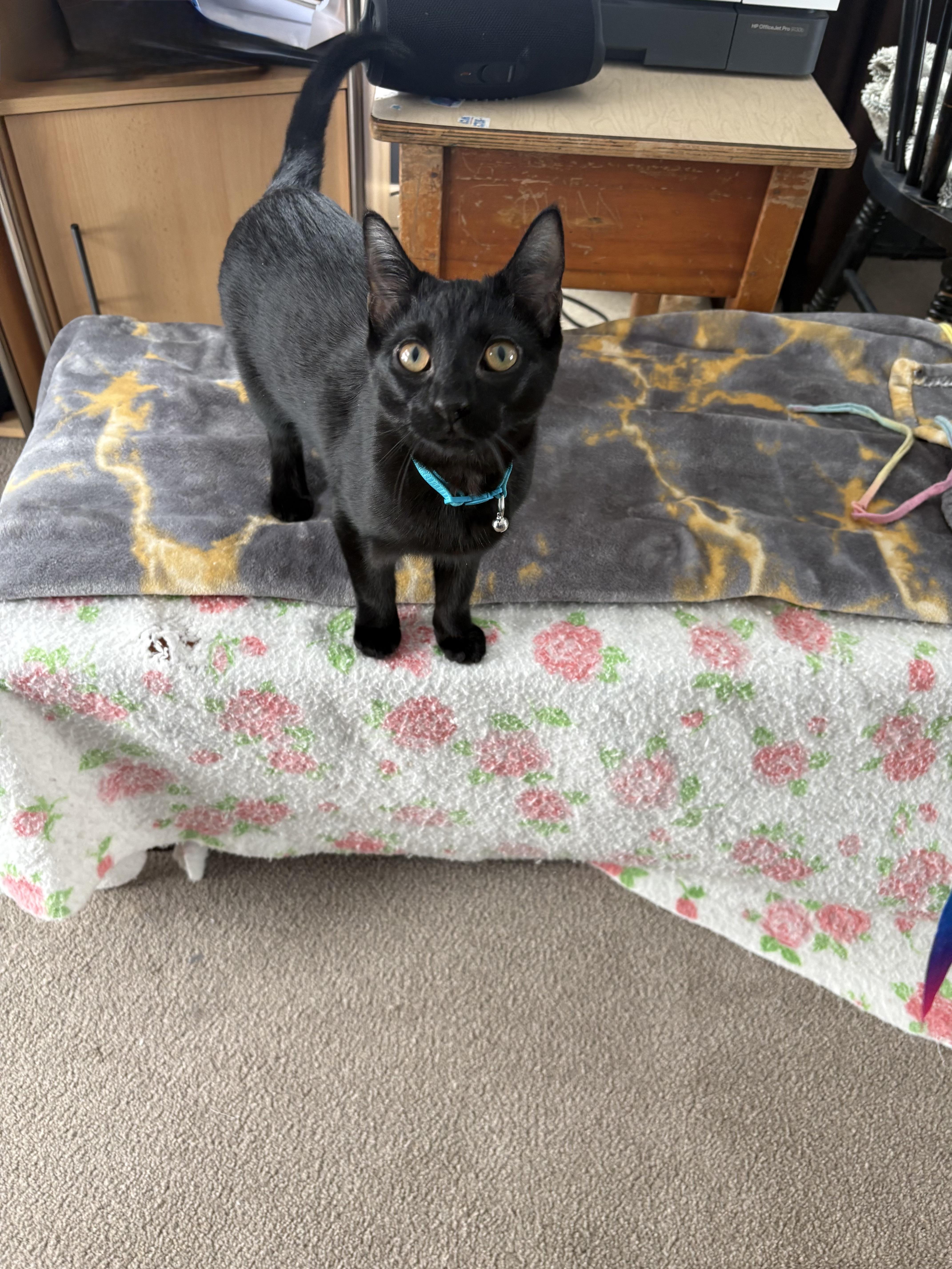 Enlarge Bagara, a Adoptable mixed breed in Mayfield, NY image 4/5