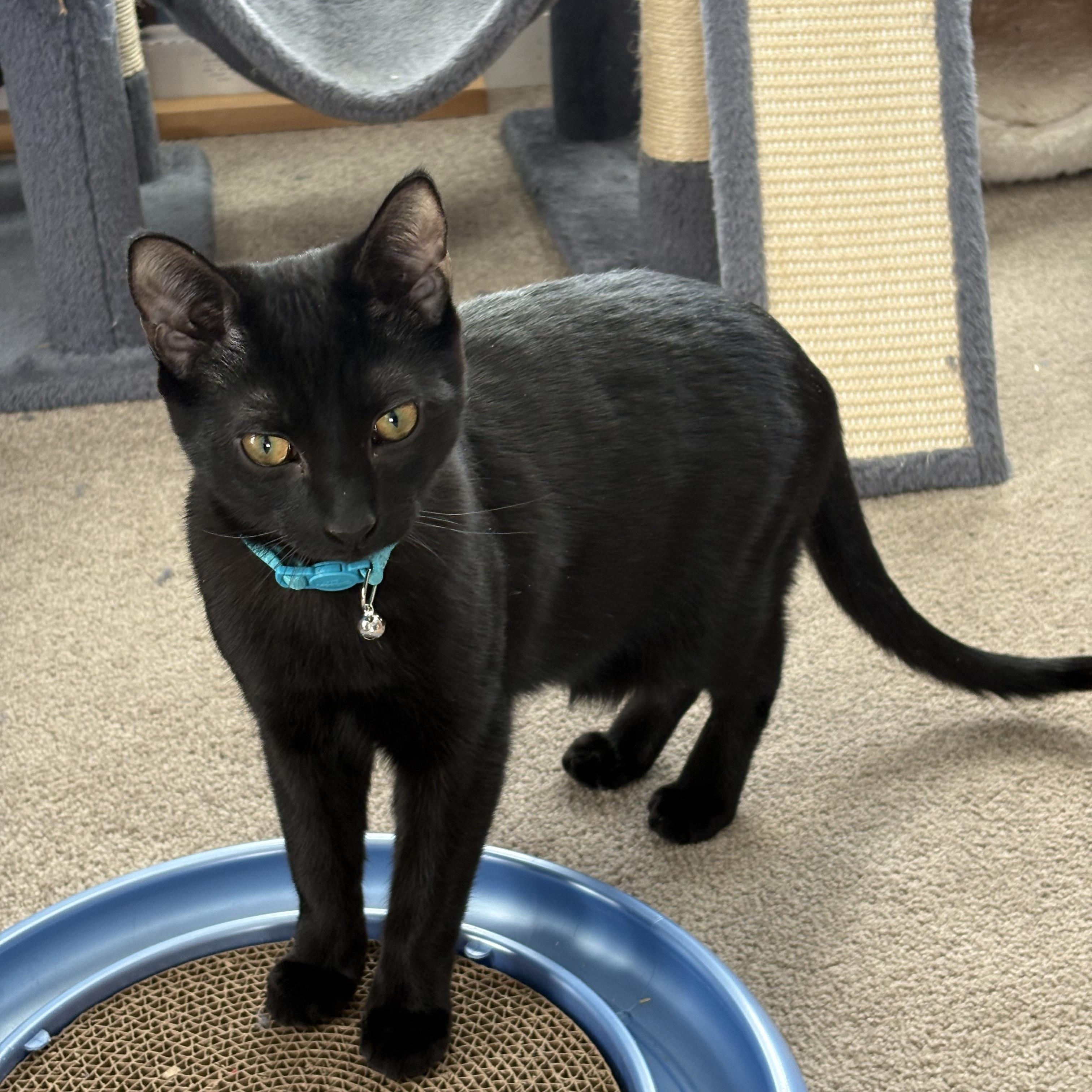 Bagara, Adoptable, Kitten Male Domestic Short Hair.
