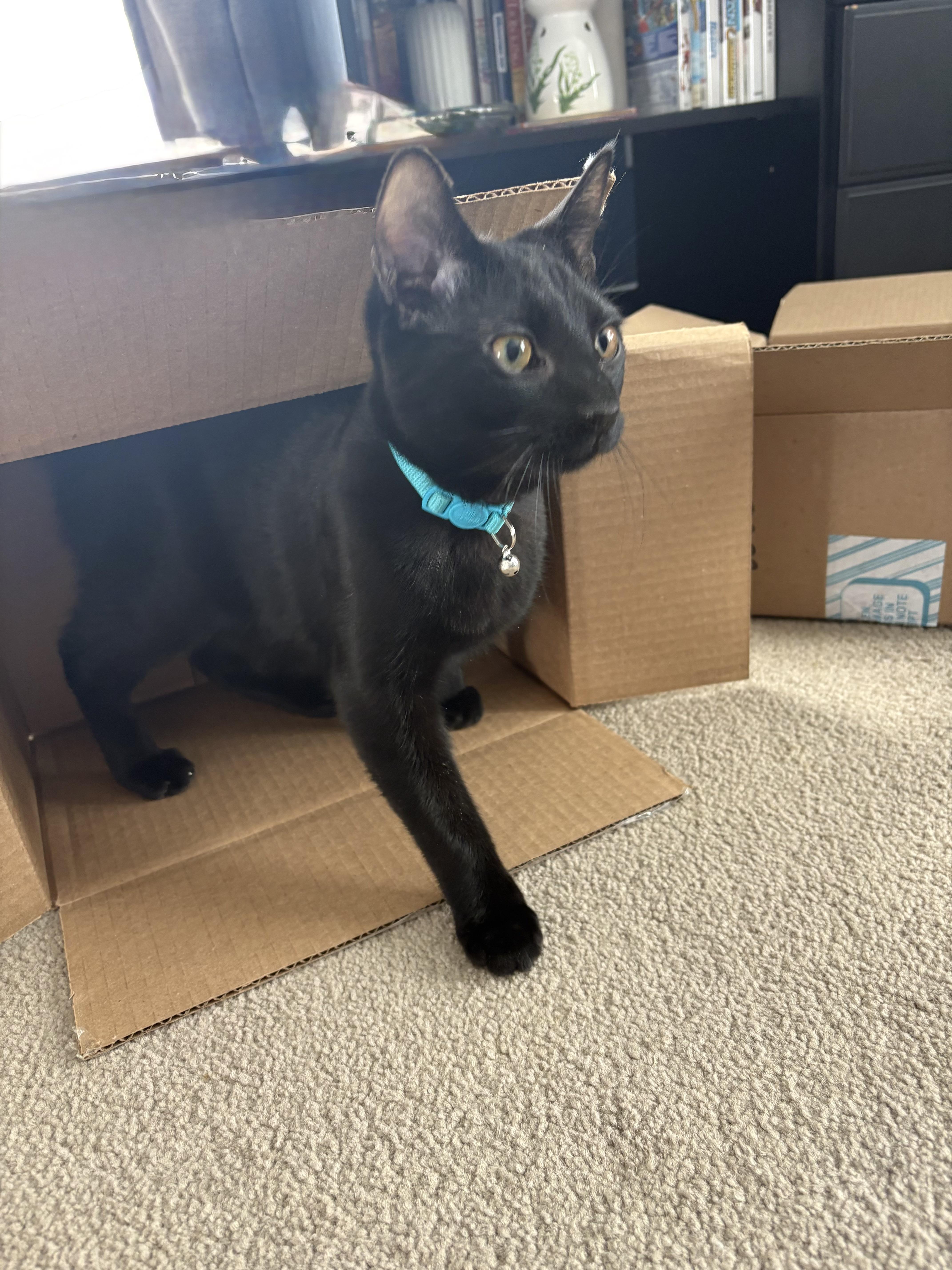 Enlarge Bagara, a Adoptable mixed breed in Mayfield, NY image 3/5