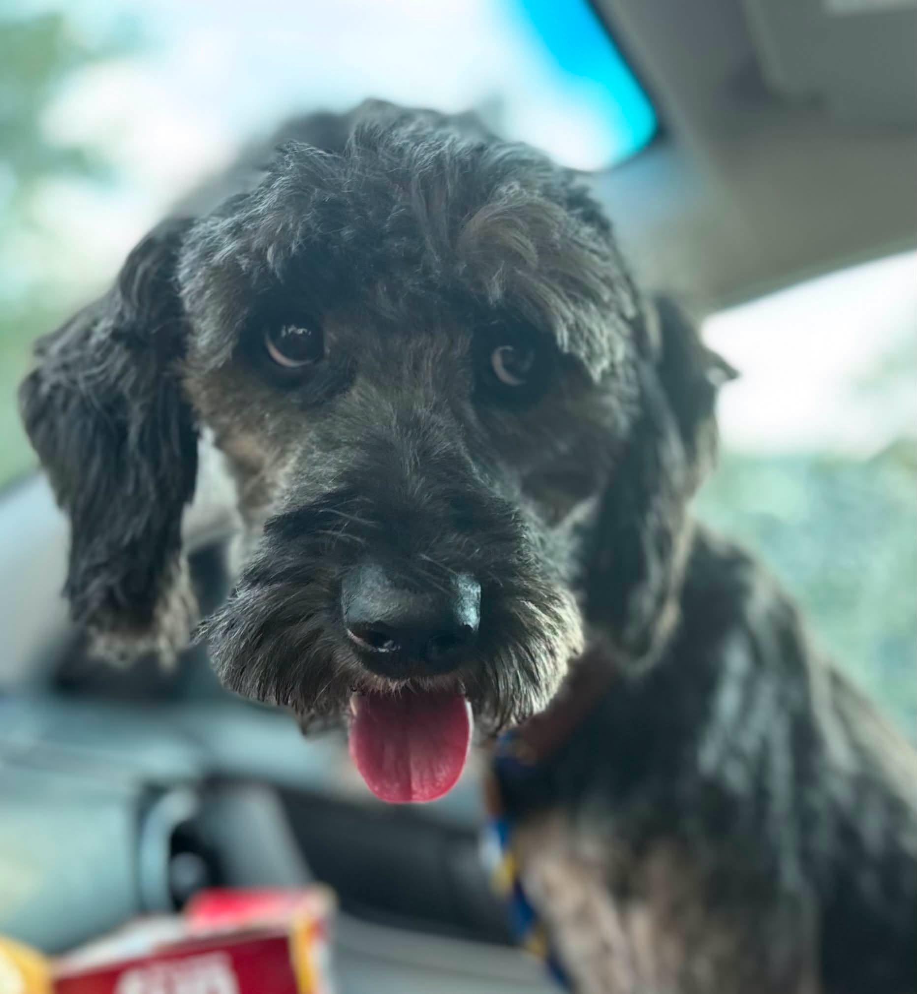 Enlarge Shaggy Sue, a Adopted Aussiedoodle in O Fallon, IL image 4/6