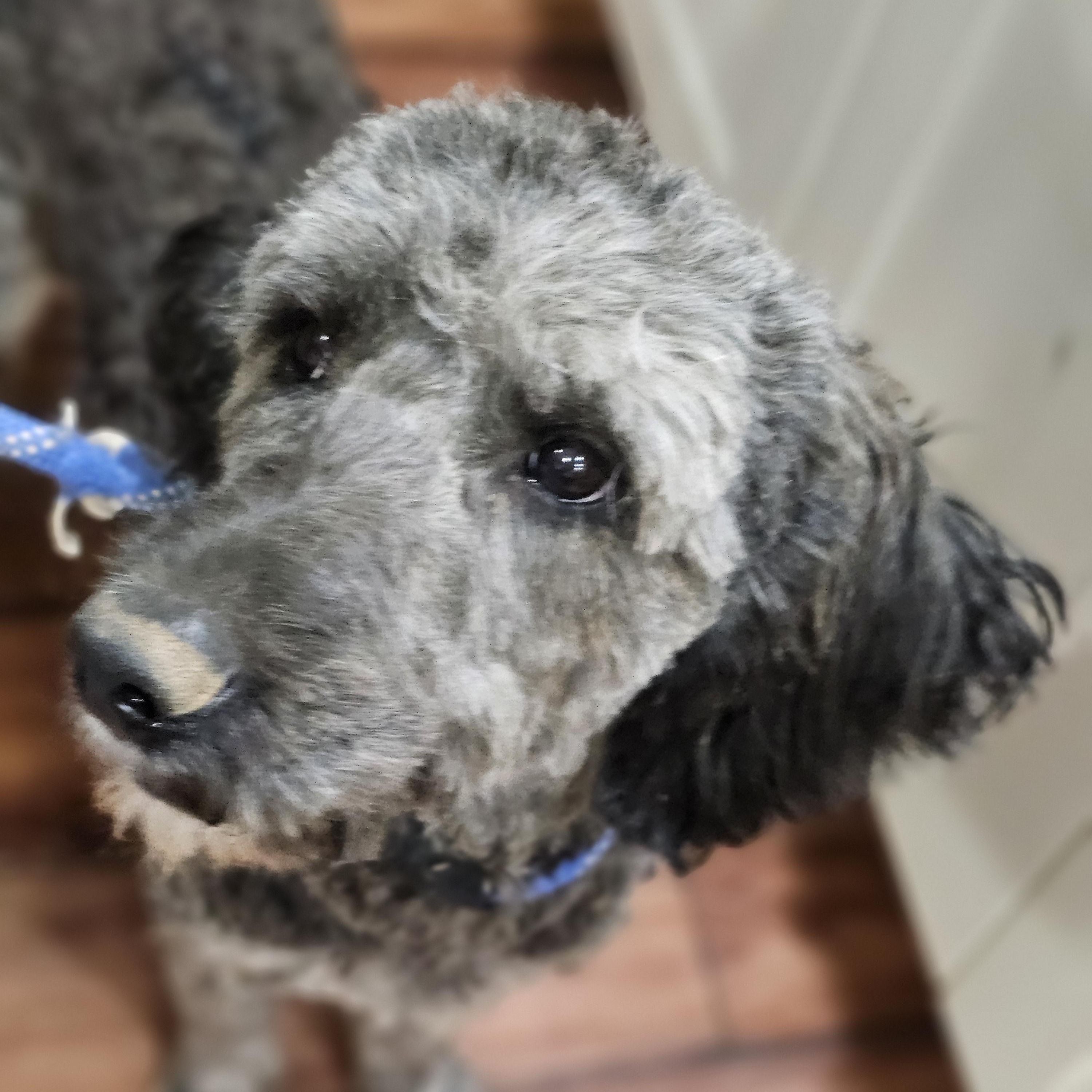 Enlarge Shaggy Sue, a Adopted Aussiedoodle in O Fallon, IL image 1/6