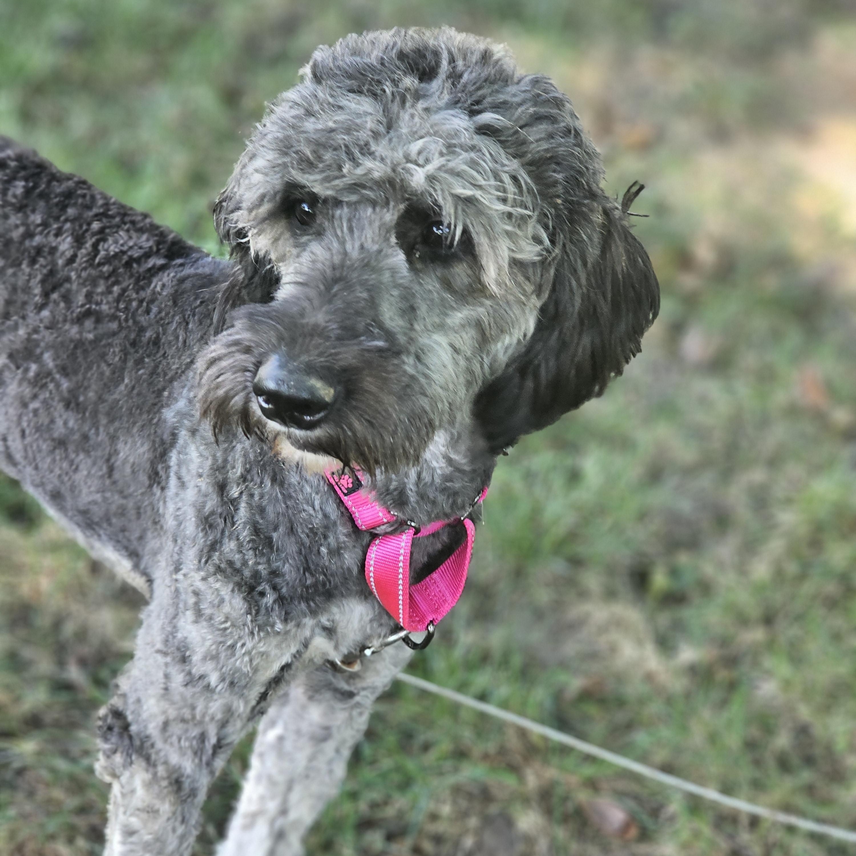 Enlarge Shaggy Sue, a Adopted Aussiedoodle in O Fallon, IL image 2/6