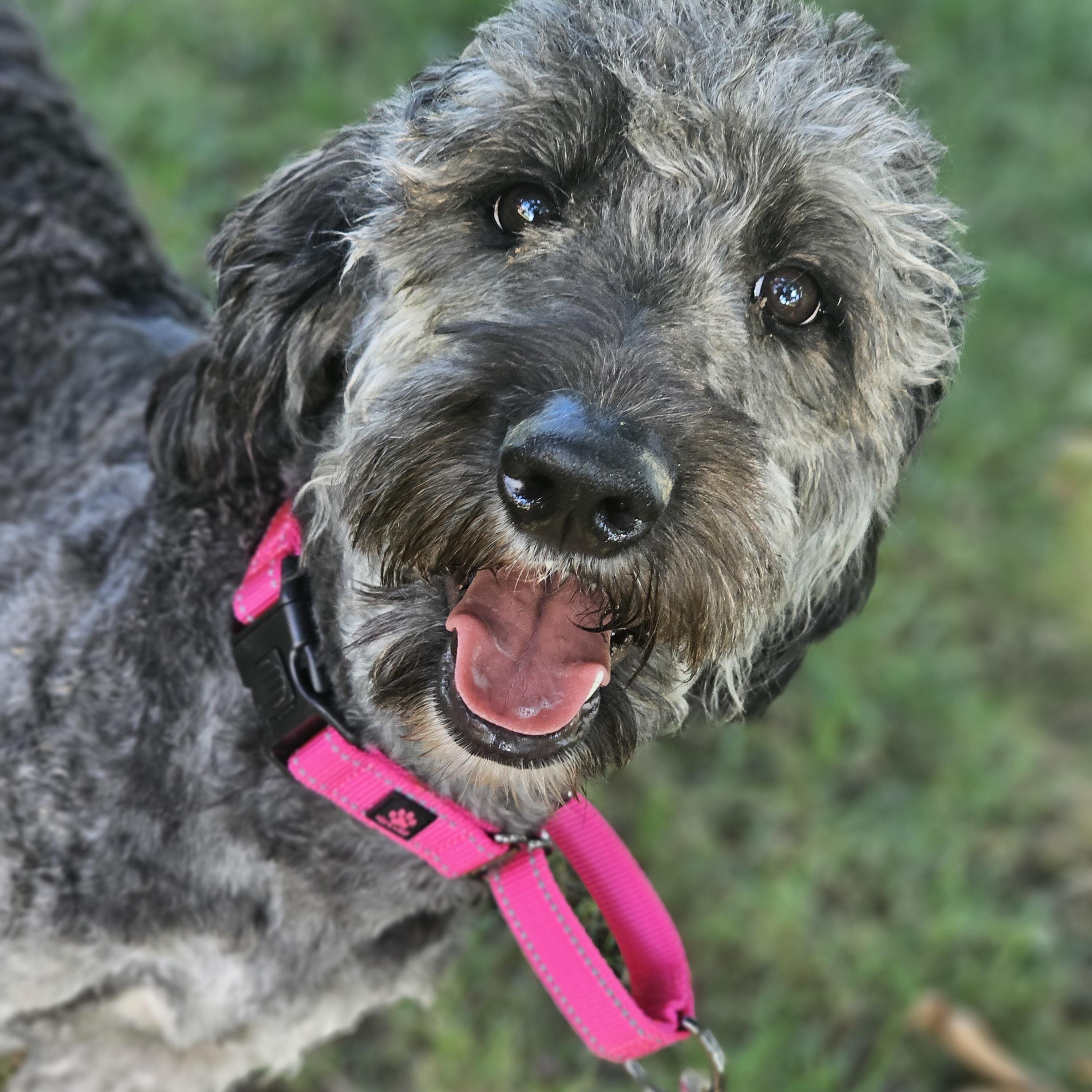 Enlarge Shaggy Sue, a Adopted Aussiedoodle in O Fallon, IL image 3/6