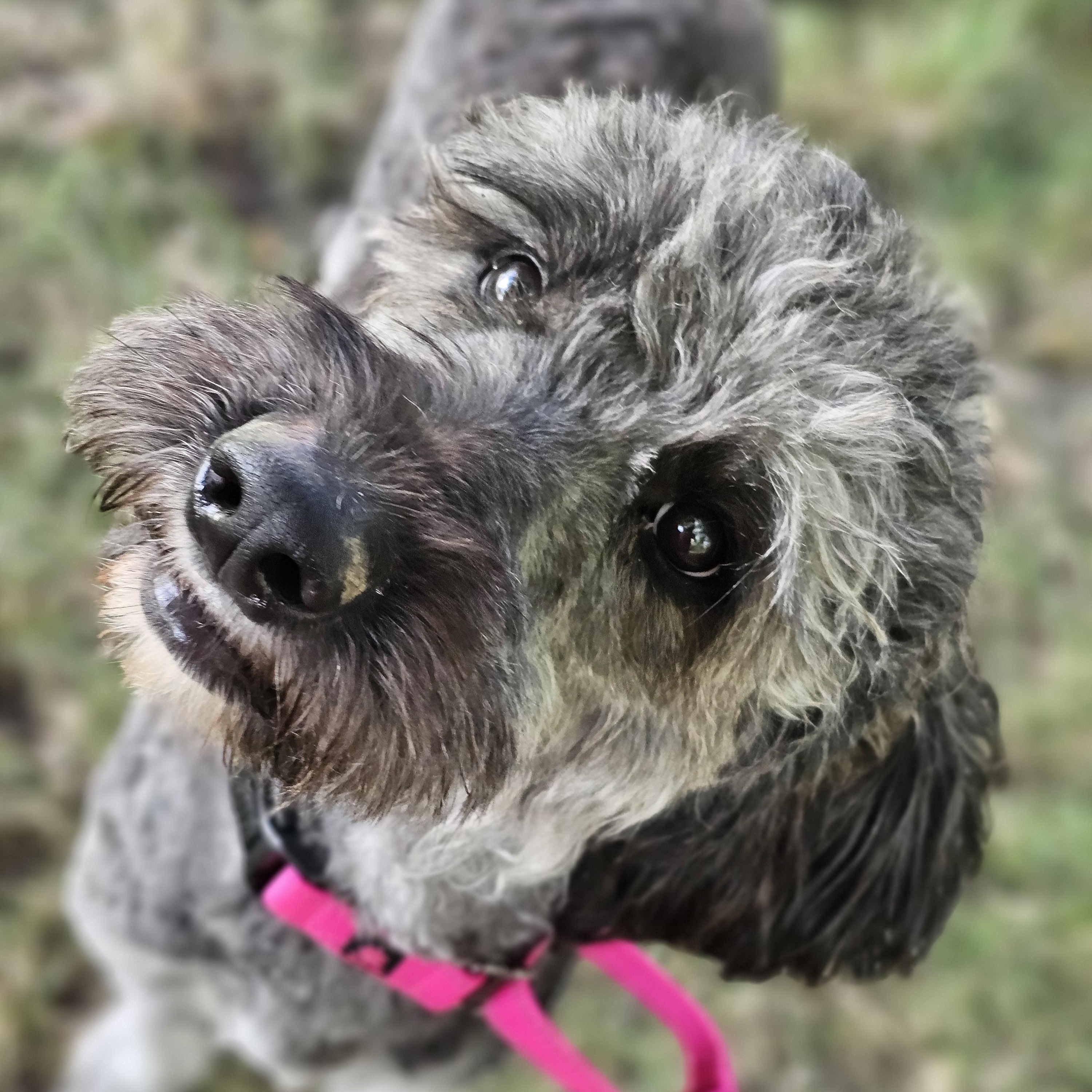 Enlarge Shaggy Sue, a Adopted Aussiedoodle in O Fallon, IL image 5/6