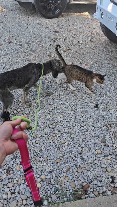 Enlarge Shaggy Sue, a Adopted Aussiedoodle in O Fallon, IL video 6/6