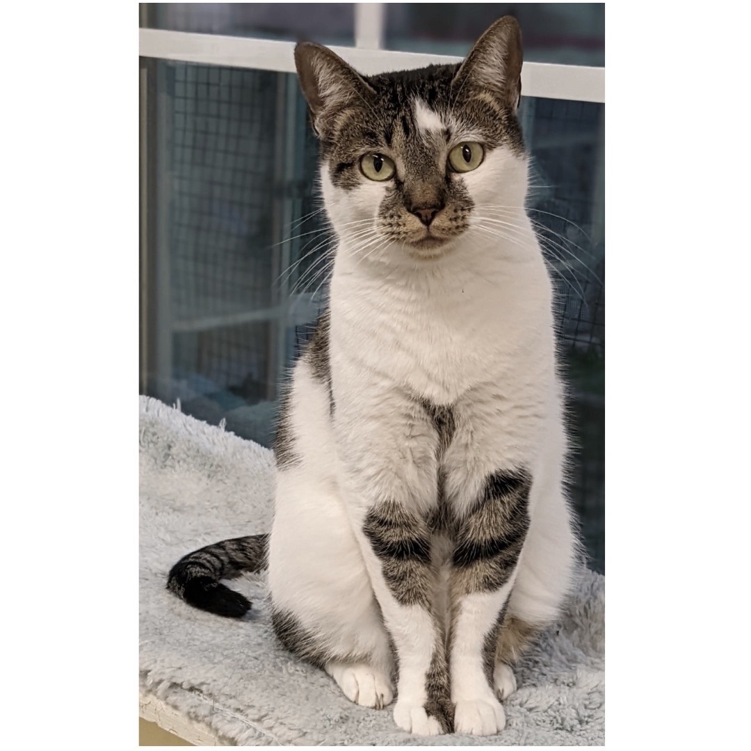 Charlotte, an adoptable Domestic Short Hair, Tabby in Kingwood, TX, 77325 | Photo Image 2