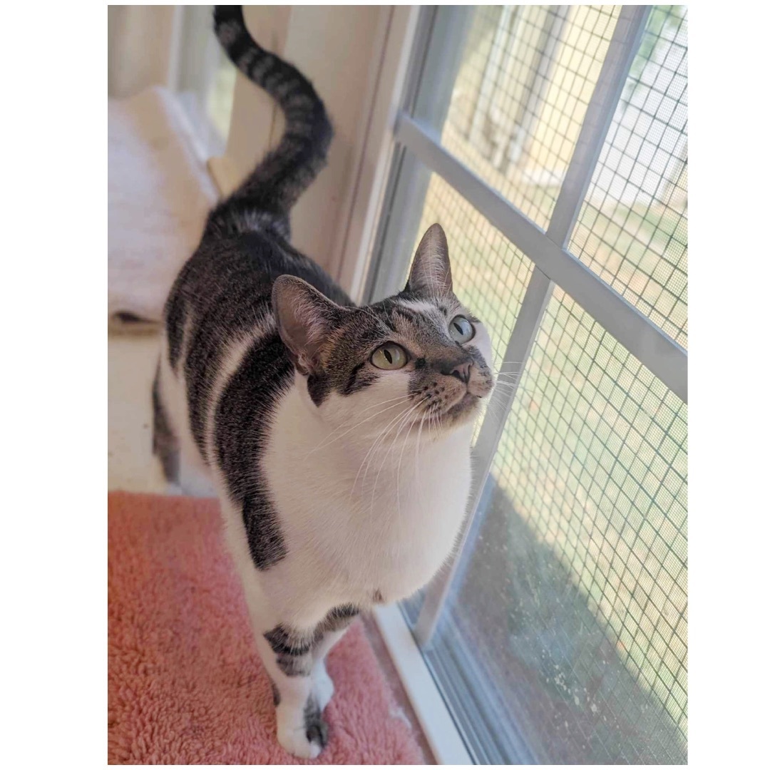 Charlotte, an adoptable Domestic Short Hair, Tabby in Kingwood, TX, 77325 | Photo Image 1