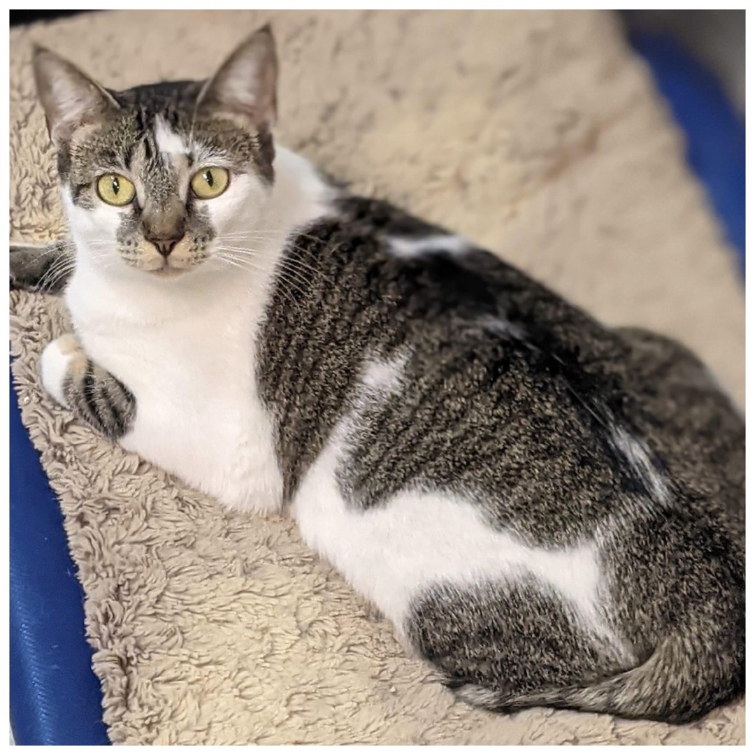 Charlotte, an adoptable Domestic Short Hair, Tabby in Kingwood, TX, 77325 | Photo Image 4