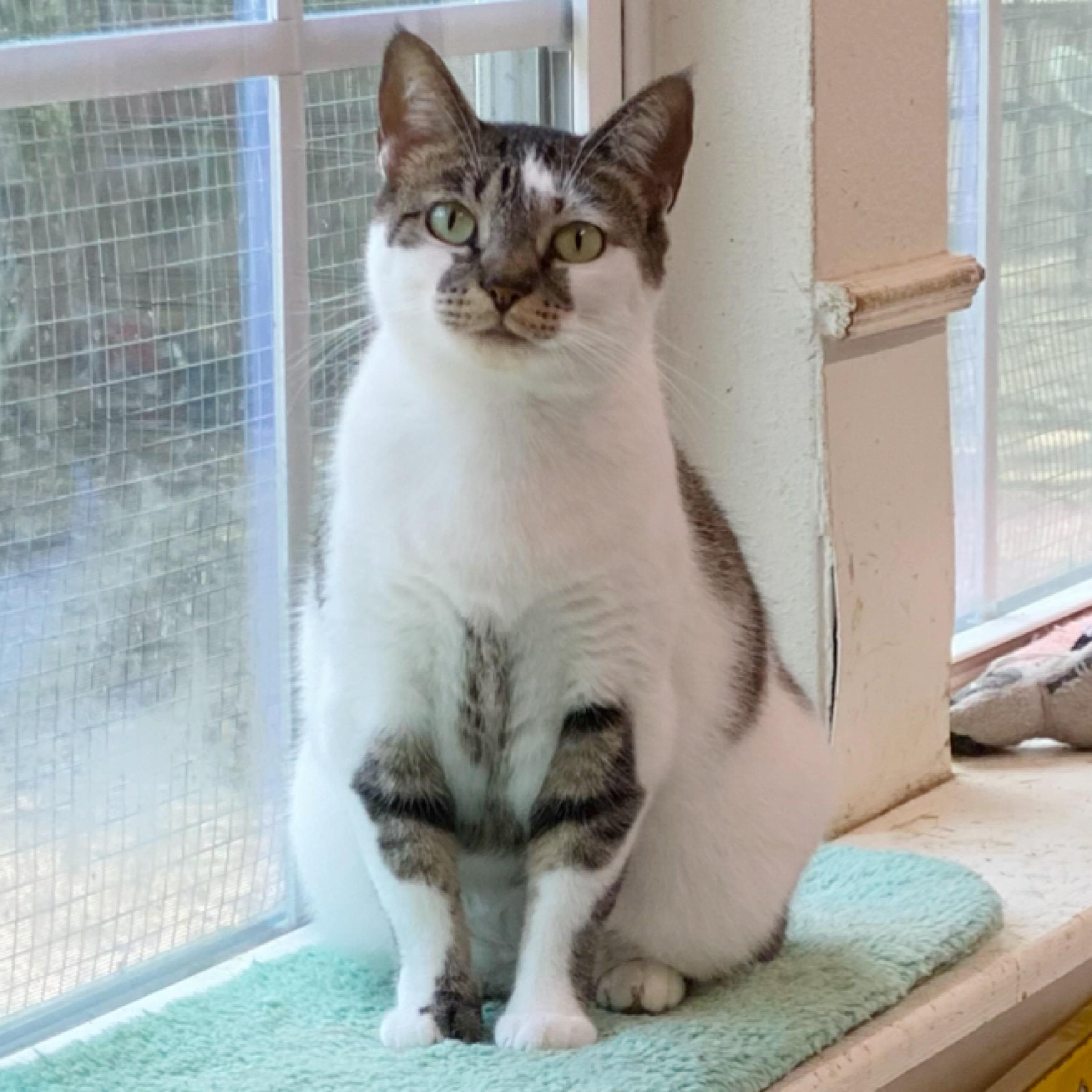 Charlotte, an adoptable Domestic Short Hair, Tabby in Kingwood, TX, 77325 | Photo Image 3