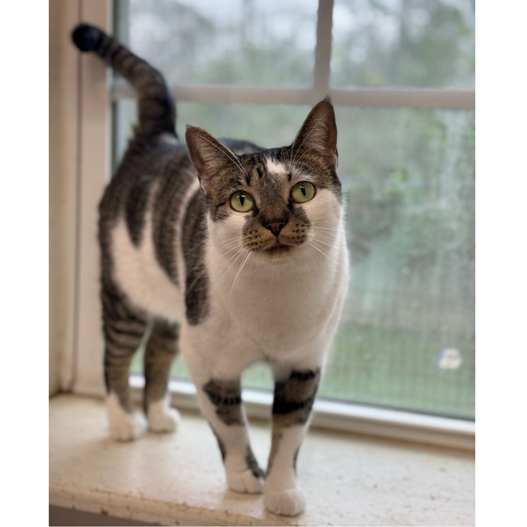 Charlotte, an adoptable Domestic Short Hair, Tabby in Kingwood, TX, 77325 | Photo Image 5