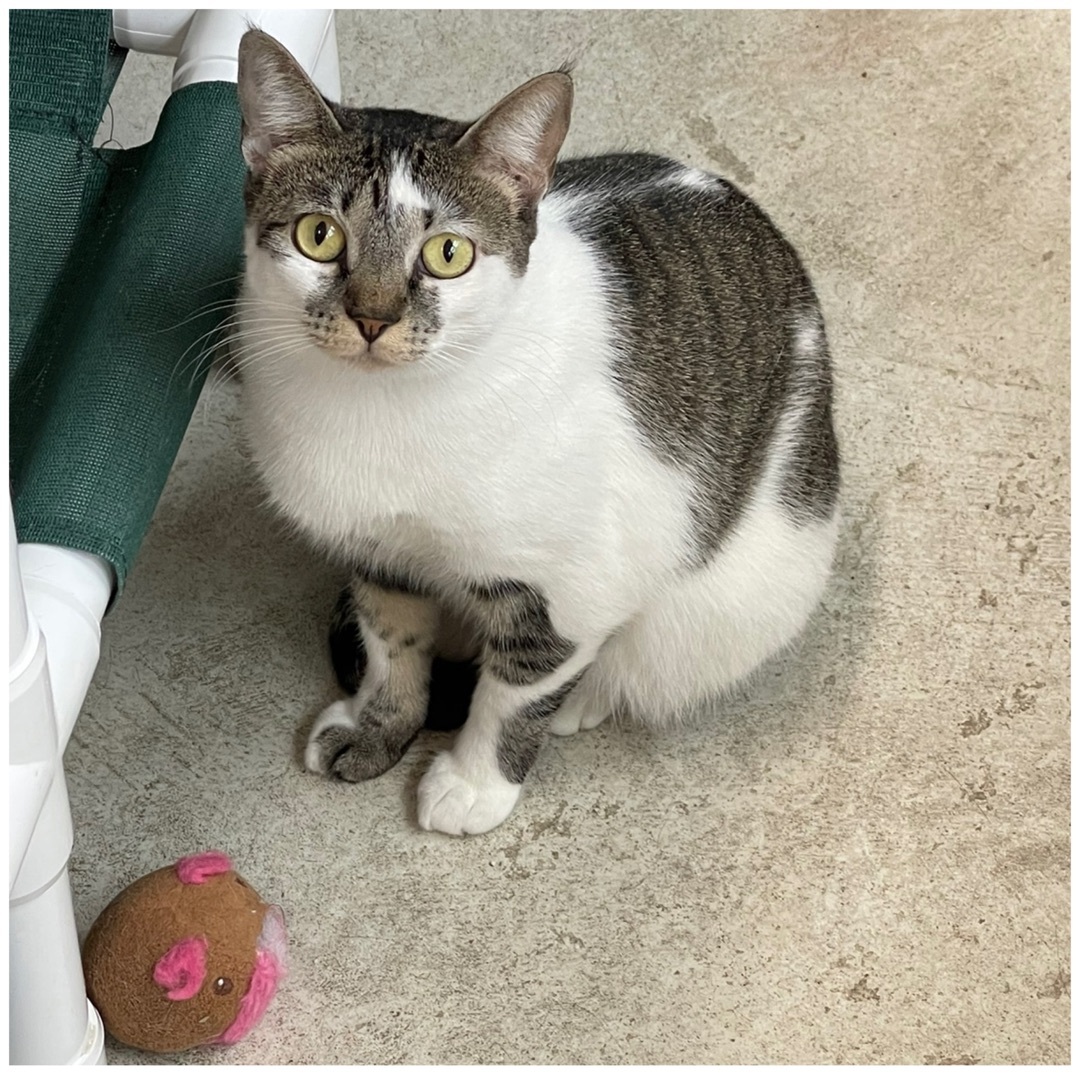 Charlotte, an adoptable Domestic Short Hair, Tabby in Kingwood, TX, 77325 | Photo Image 6