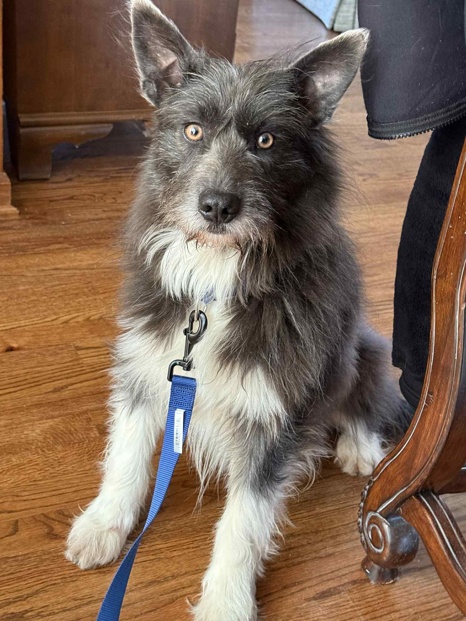 Benson (Sweetest Little Guy), an adopted mixed breed in Newfoundland, PA image 6/6