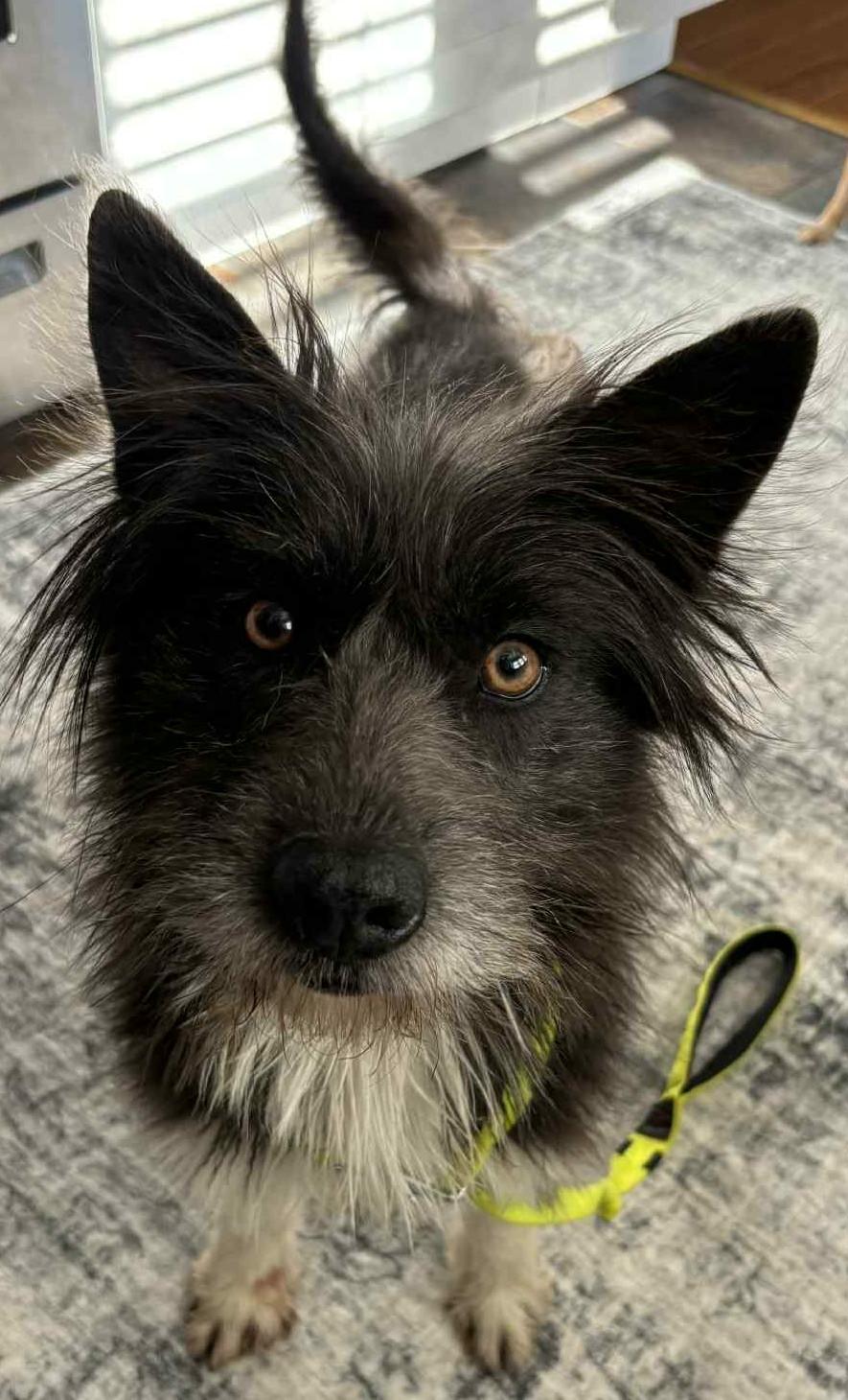 Benson (Sweetest Little Guy), ADOPTABLE, Young Male Schnauzer & Terrier.