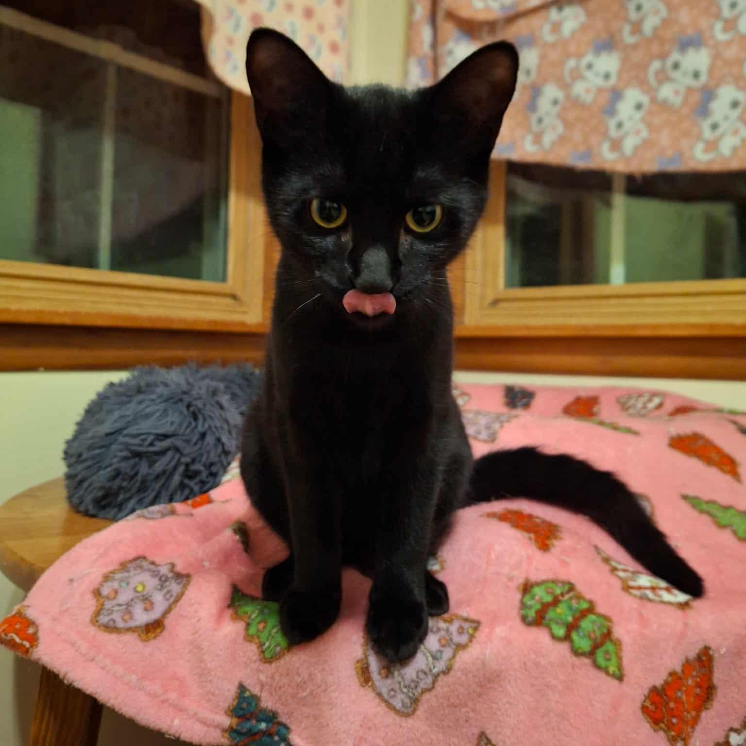 Bodie, a Adoptable Domestic Short Hair in Watertown, WI image 4/4