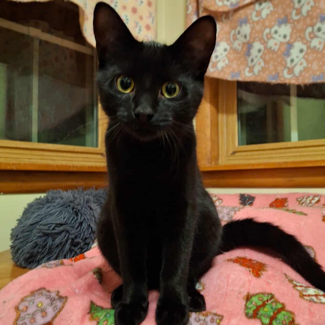 Bodie, a Adoptable Domestic Short Hair in Watertown, WI image 3/4