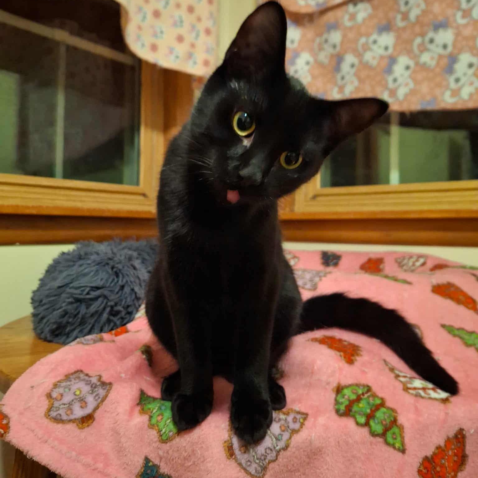 Bodie, a Adoptable Domestic Short Hair in Watertown, WI image 2/4