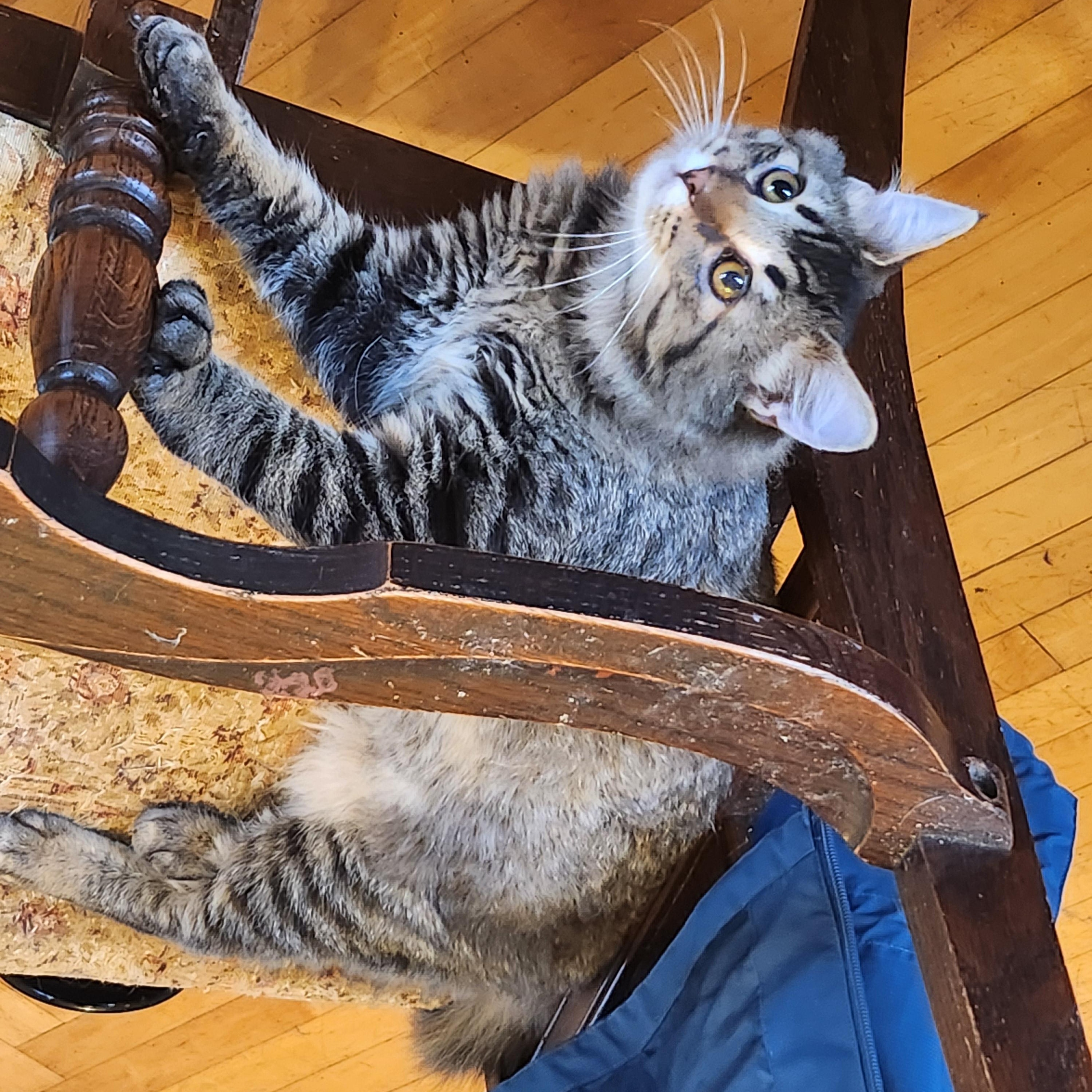 Valpuri, a Adoptable Domestic Medium Hair in Tillamook, OR image 1/3