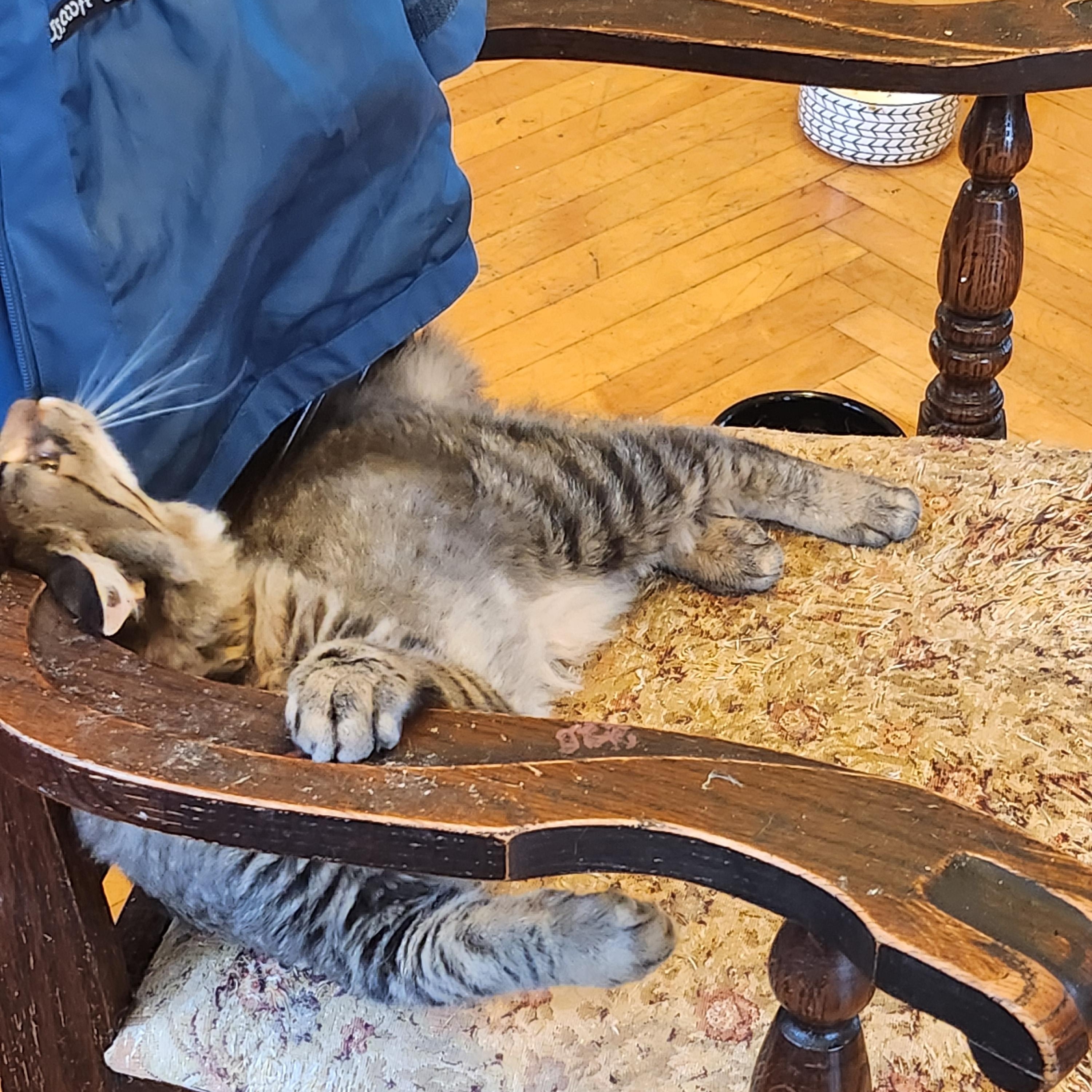 Valpuri, a Adoptable Domestic Medium Hair in Tillamook, OR image 2/3