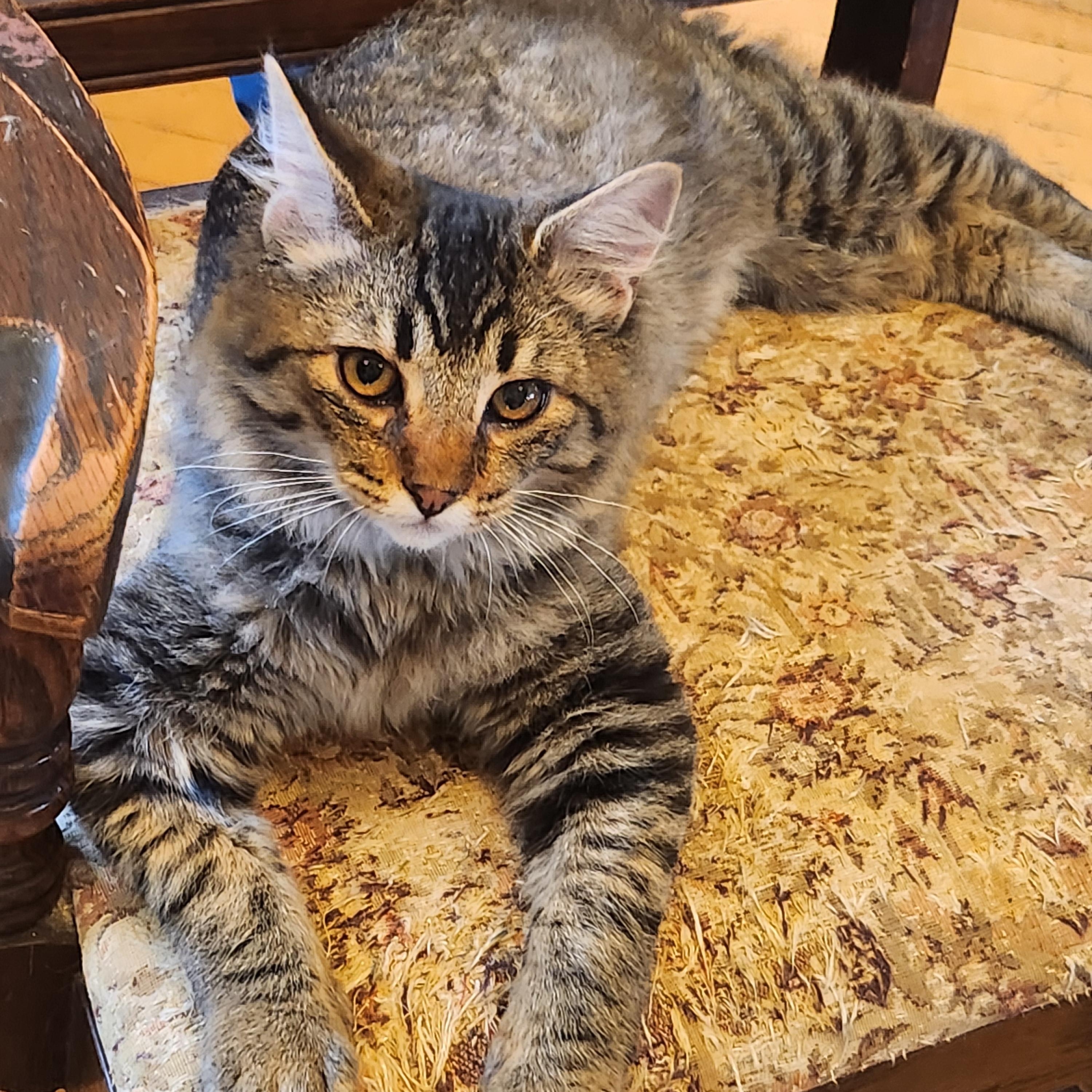 Valpuri, Adoptable, Kitten Male Domestic Medium Hair.