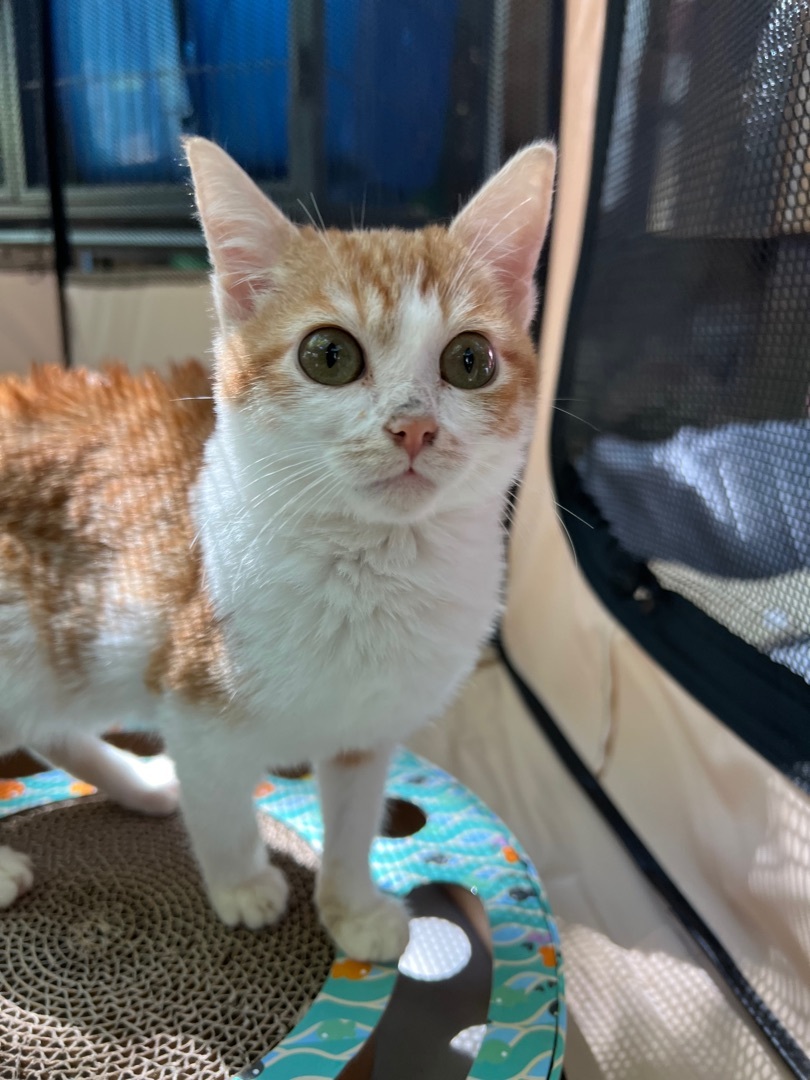 Laverne and Shirley, Adoptable, Adult Female Domestic Short Hair.
