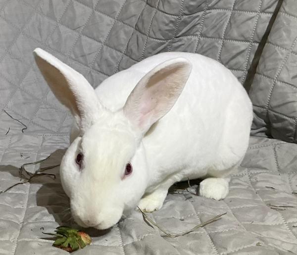 Enlarge Frosty, a Adoptable Rex in Kalamazoo, MI image 1/2