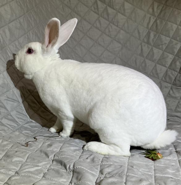 Enlarge Frosty, a Adoptable Rex in Kalamazoo, MI image 2/2