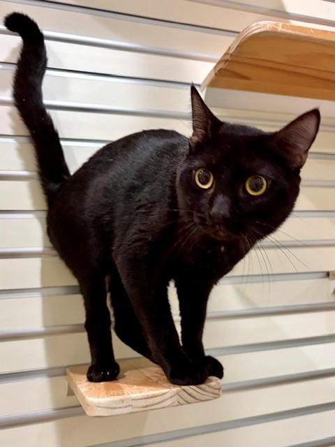 Enlarge SALEM, a Adoptable Domestic Short Hair in Fort Myers, FL image 1/1