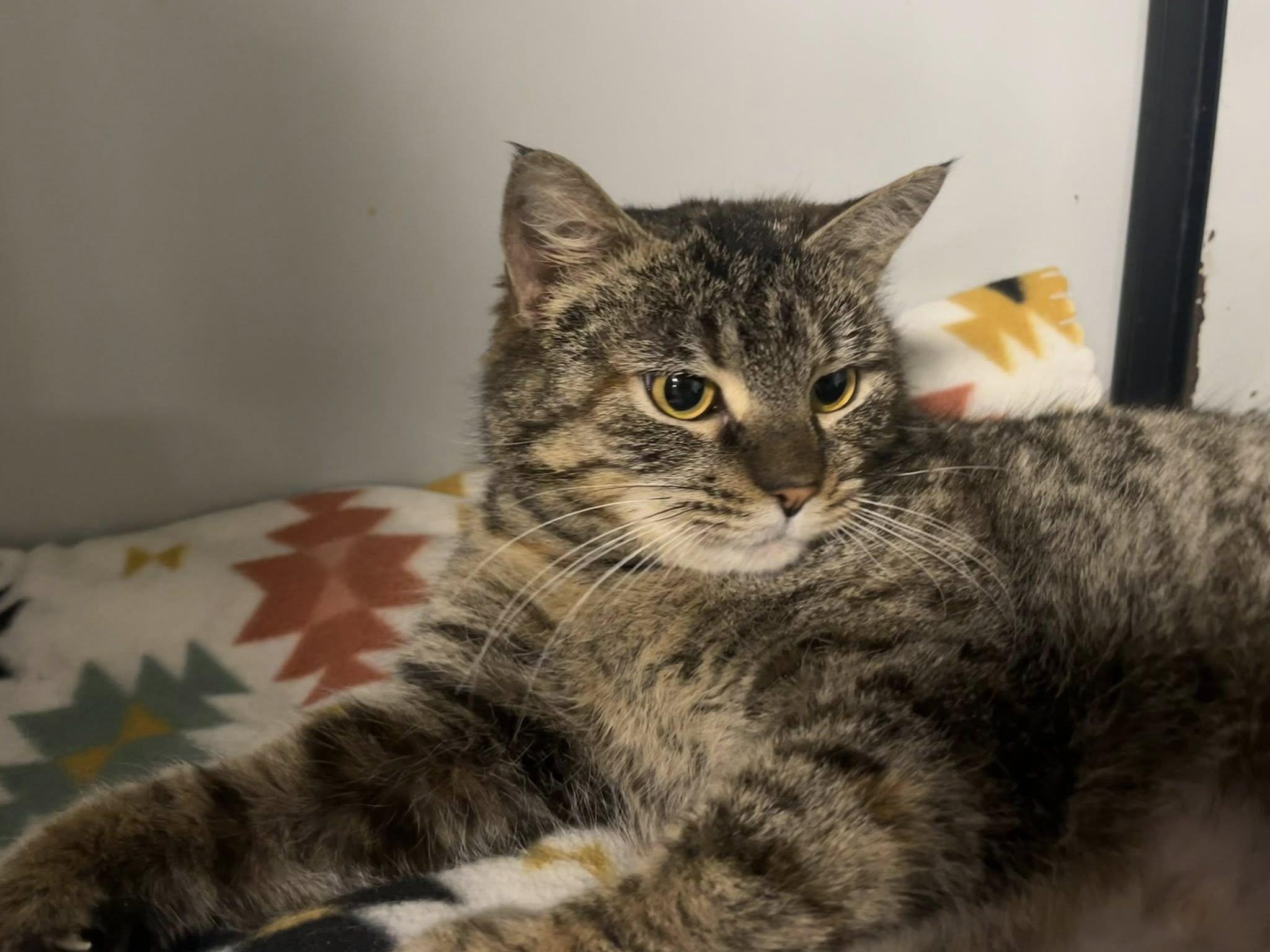 Enlarge Tracy Chapman, a Adoptable Domestic Short Hair in Erie, PA image 2/2